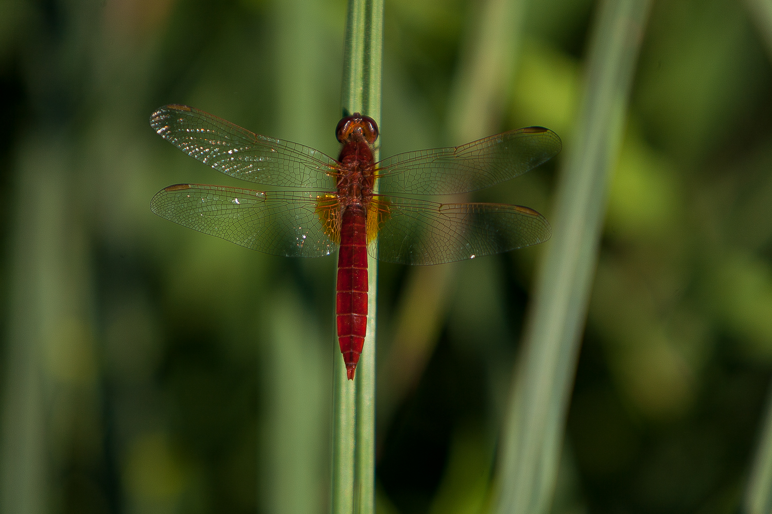 Red dragonfly