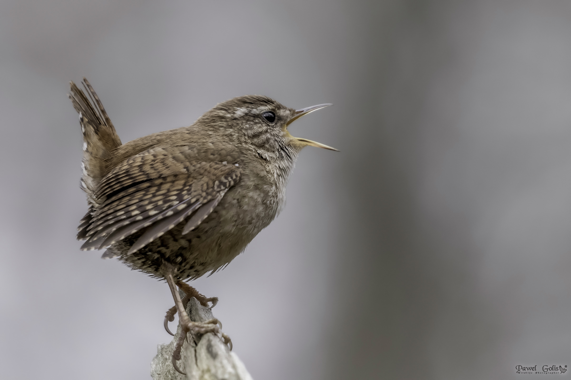 Wren eurasiatico ( Troglodytes troglodytes)