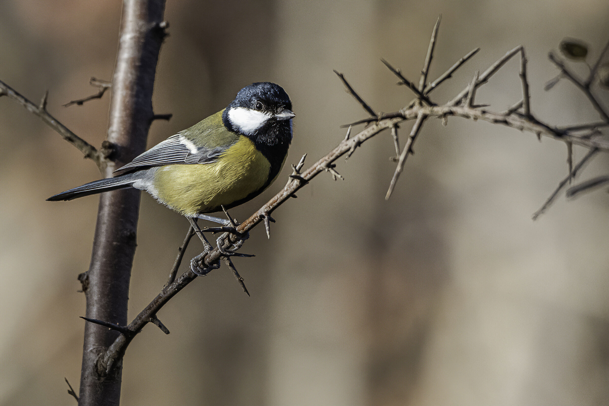 Merry-going in the woods