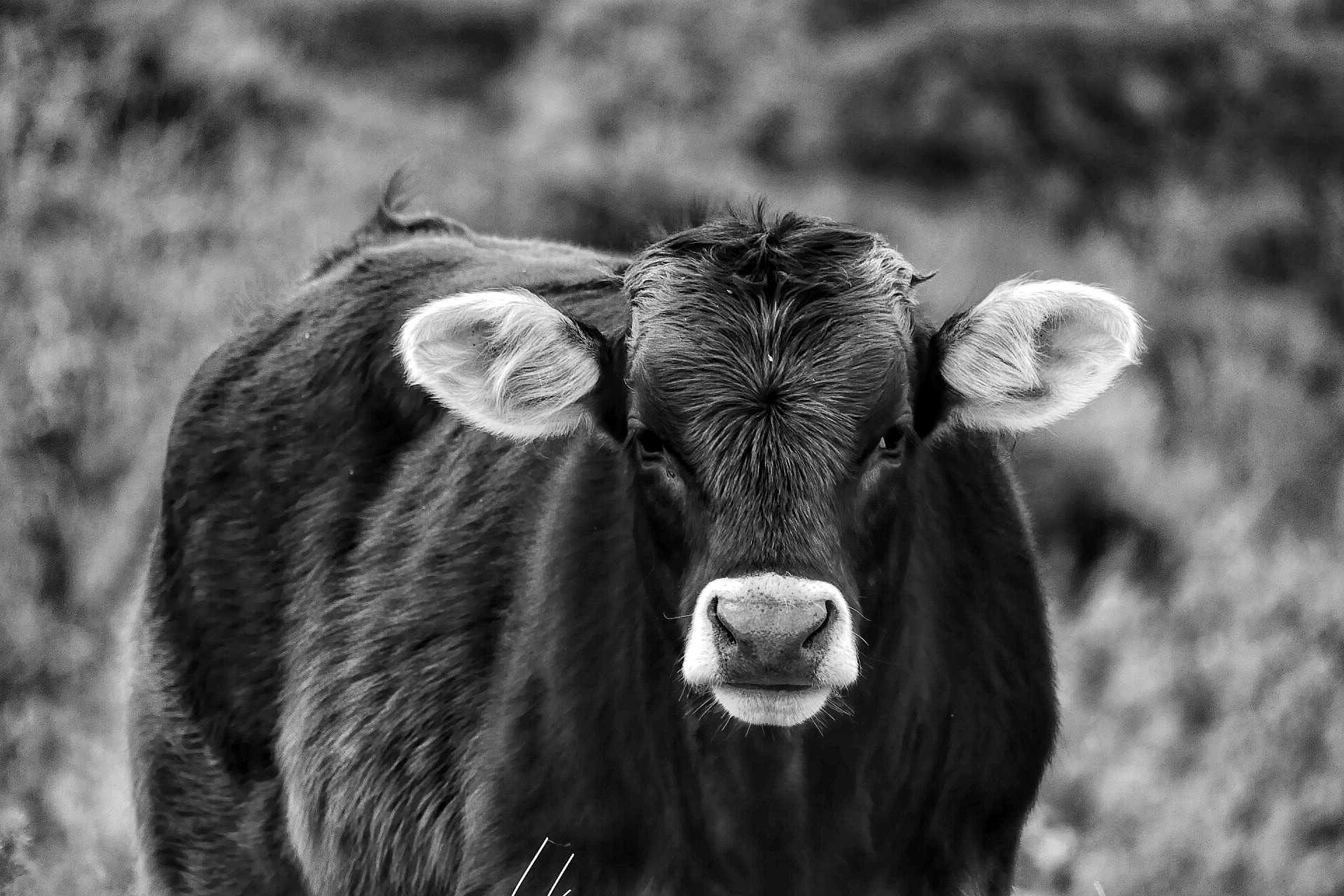 Judith, how long!!!!!