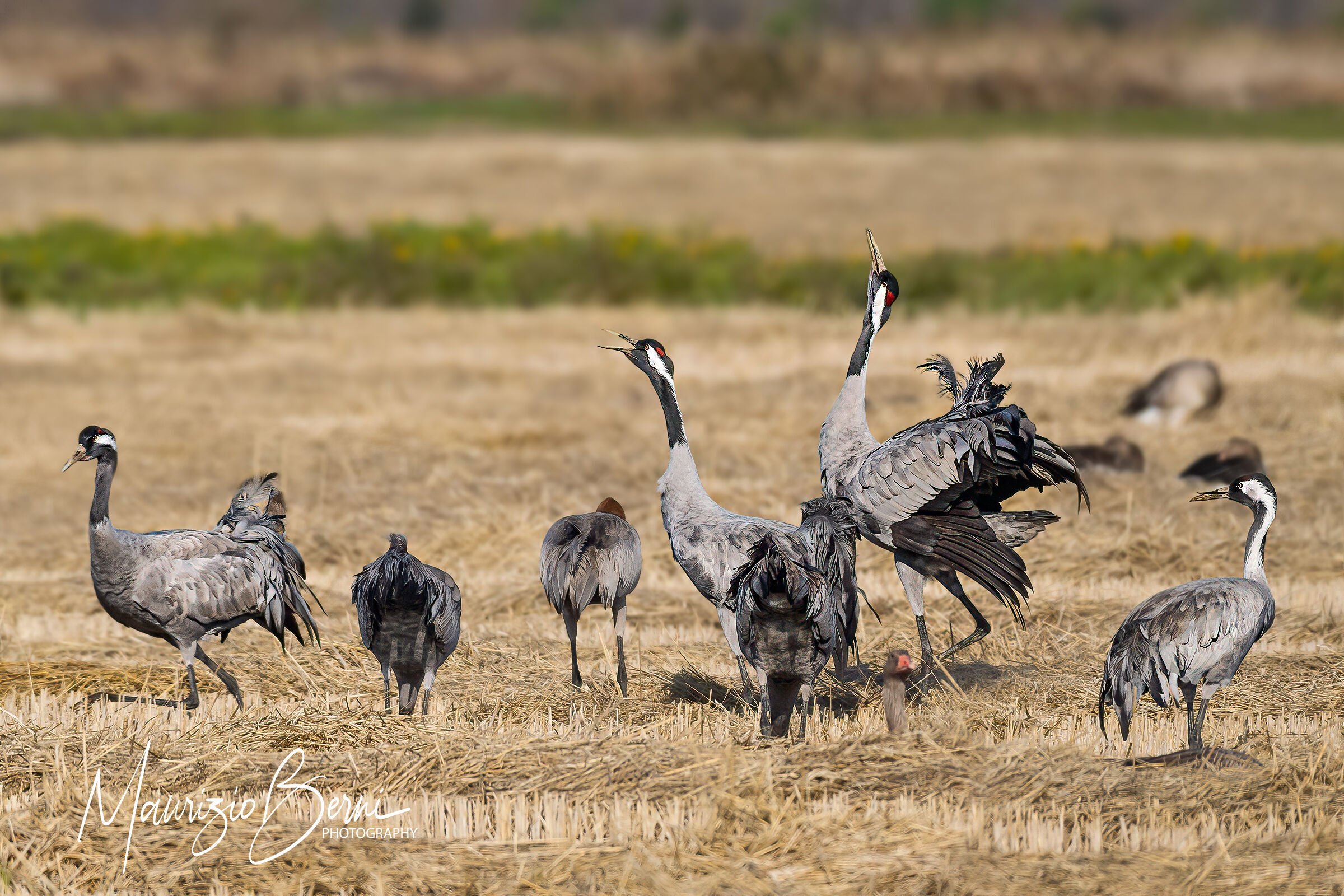 The Singing of the Cranes