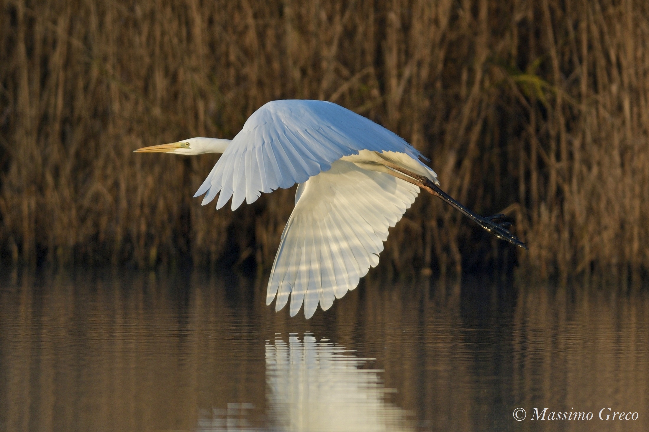 Major white heron