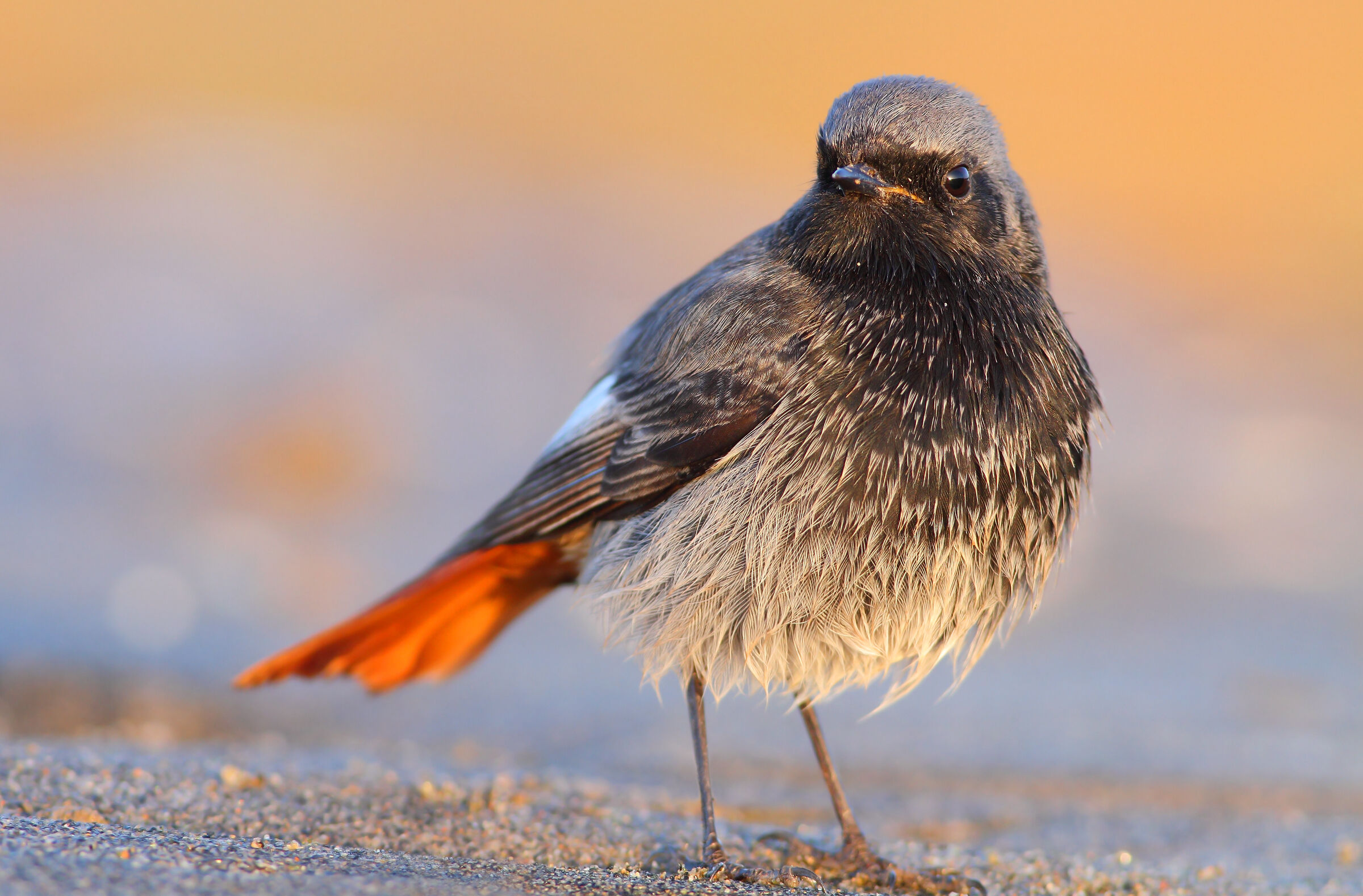 Codirosso spazzacamino
