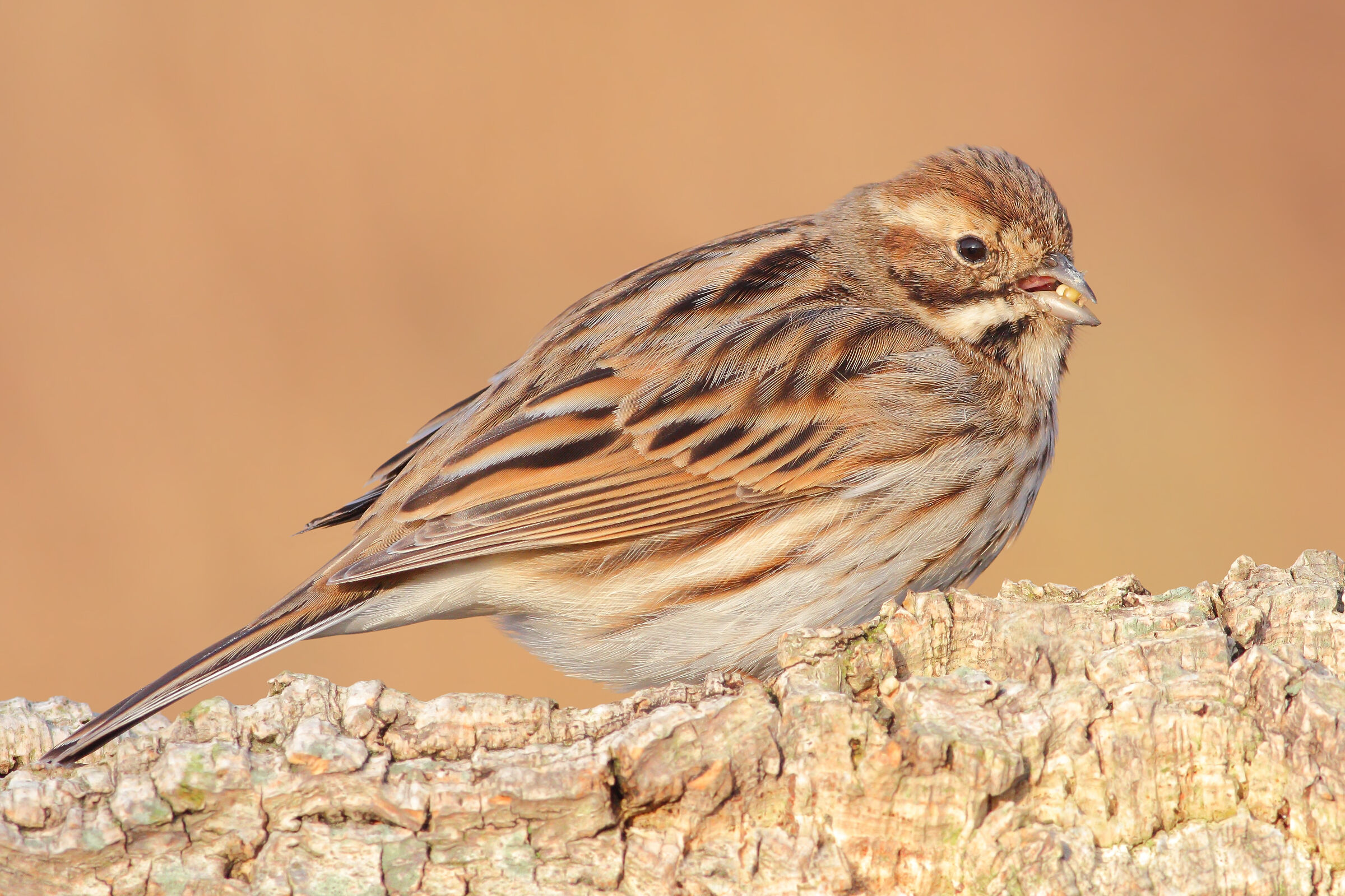 Migliarino di palude