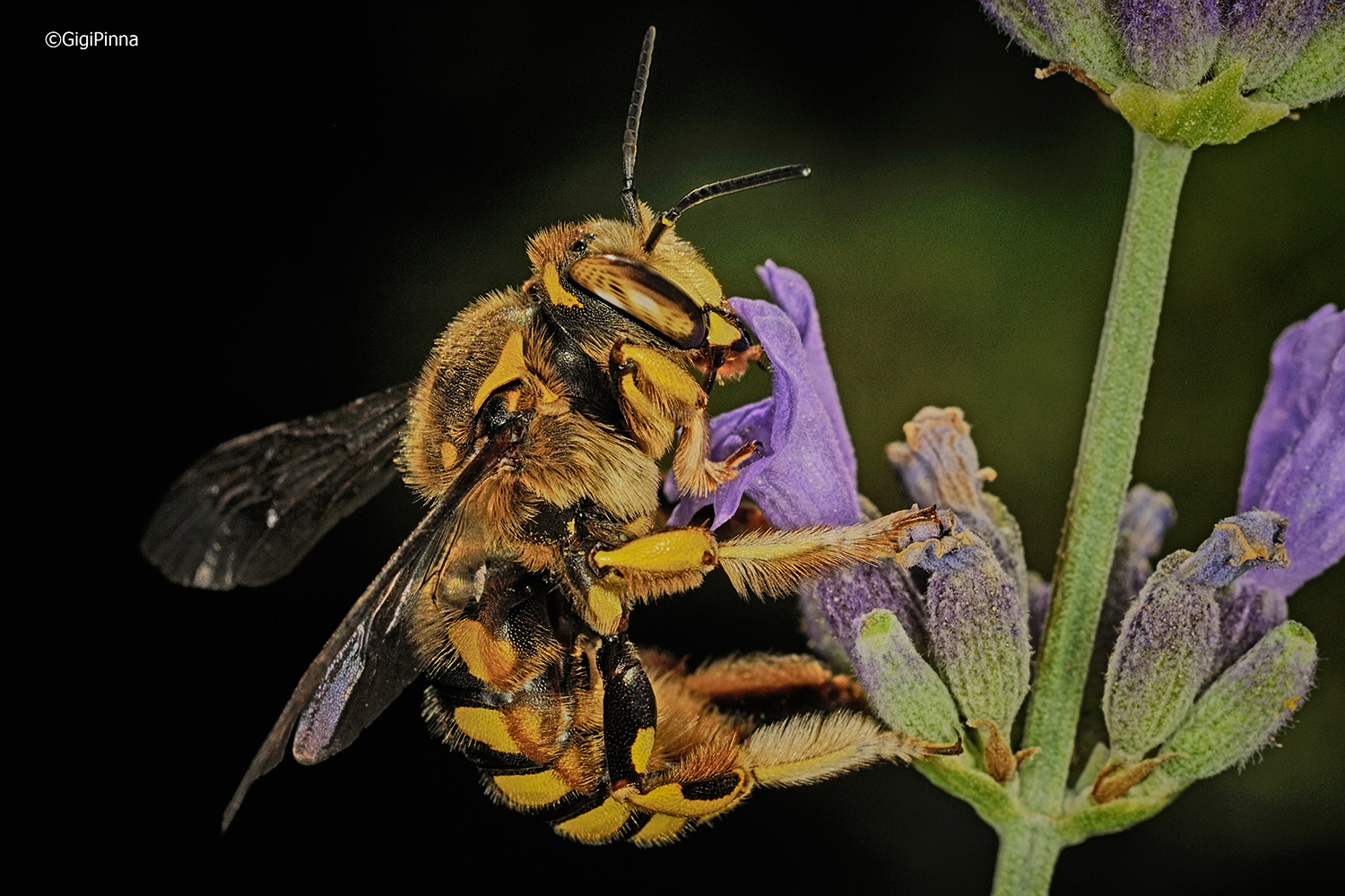 Abeja