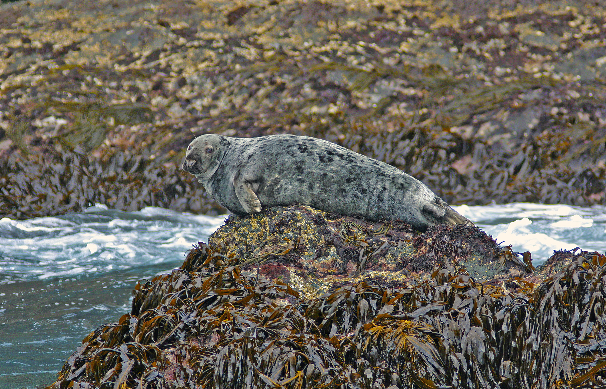 gray seal  faroe islands