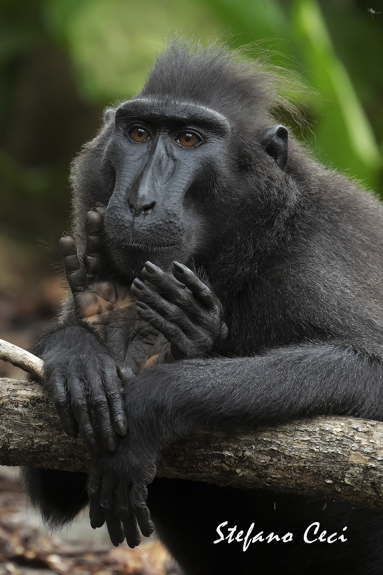 Crested Macaque