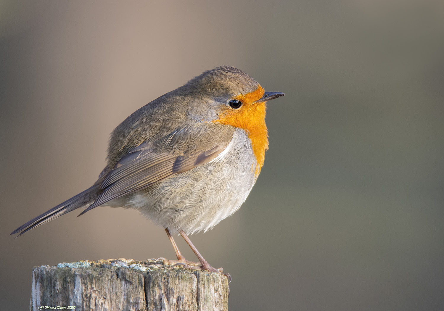 Robin (Erithacus rubecula)