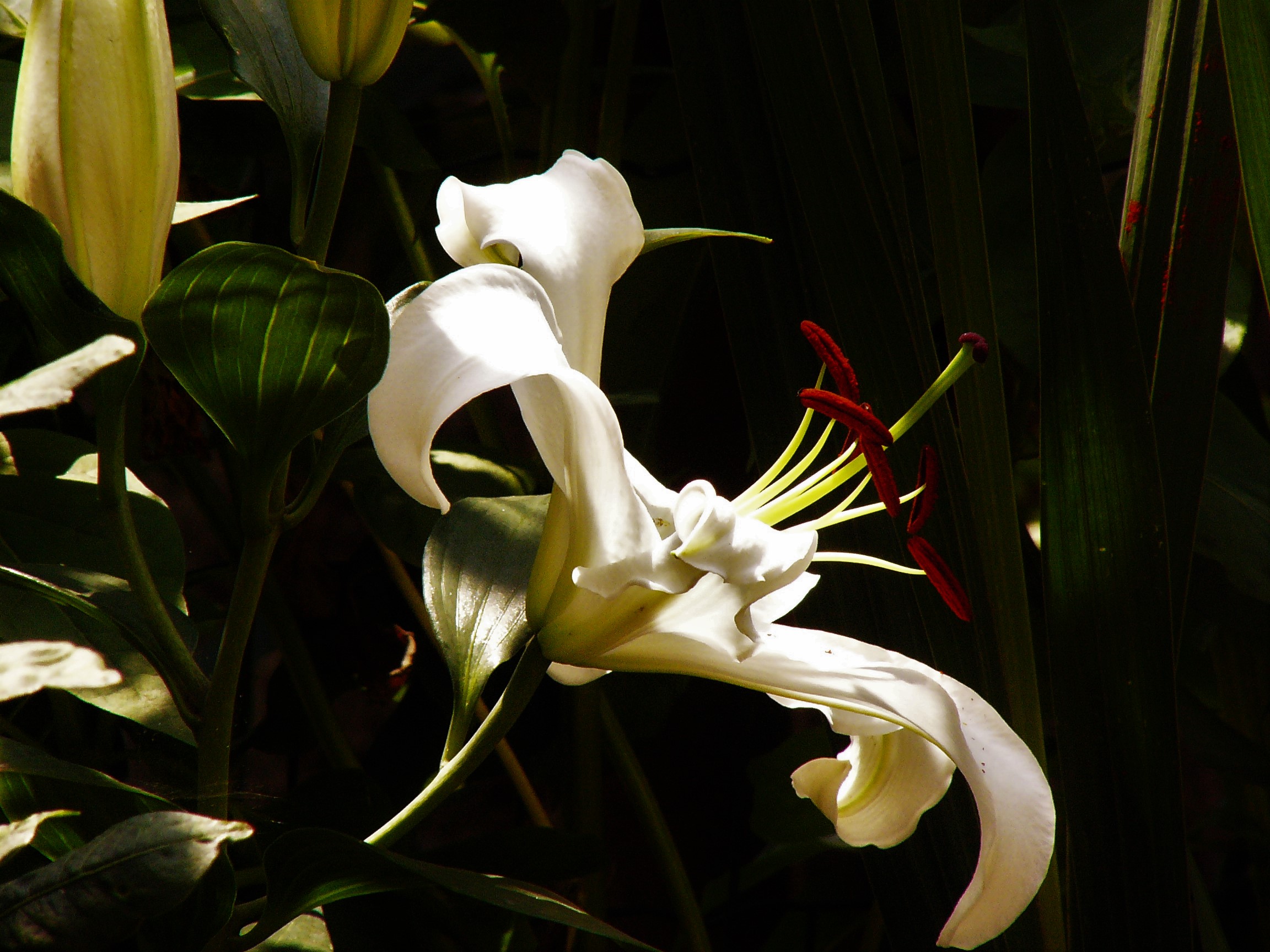 flora etna