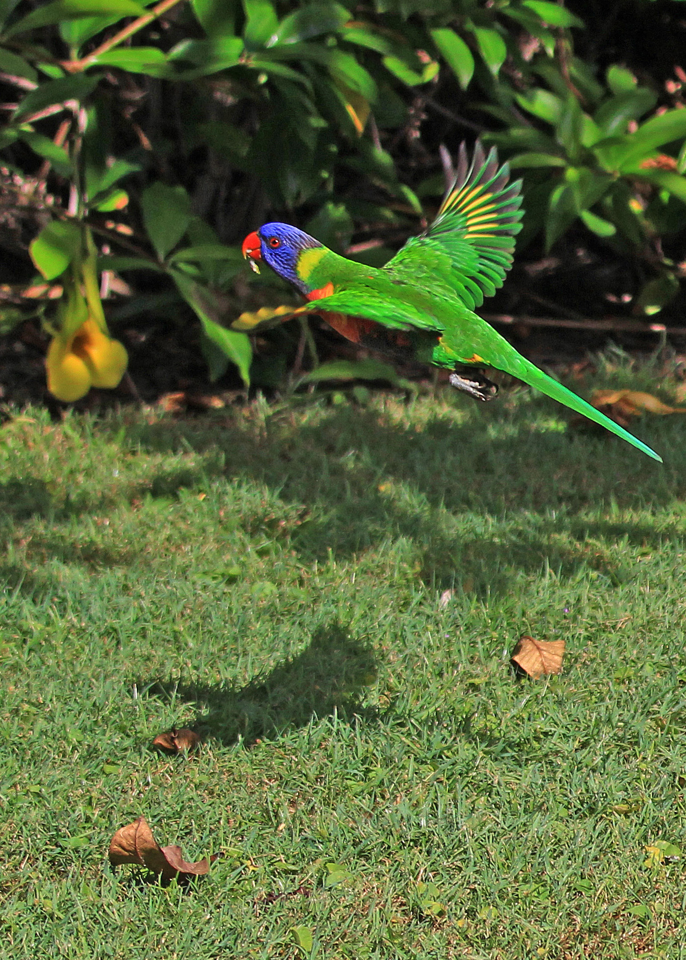 Lorikeet in Flight