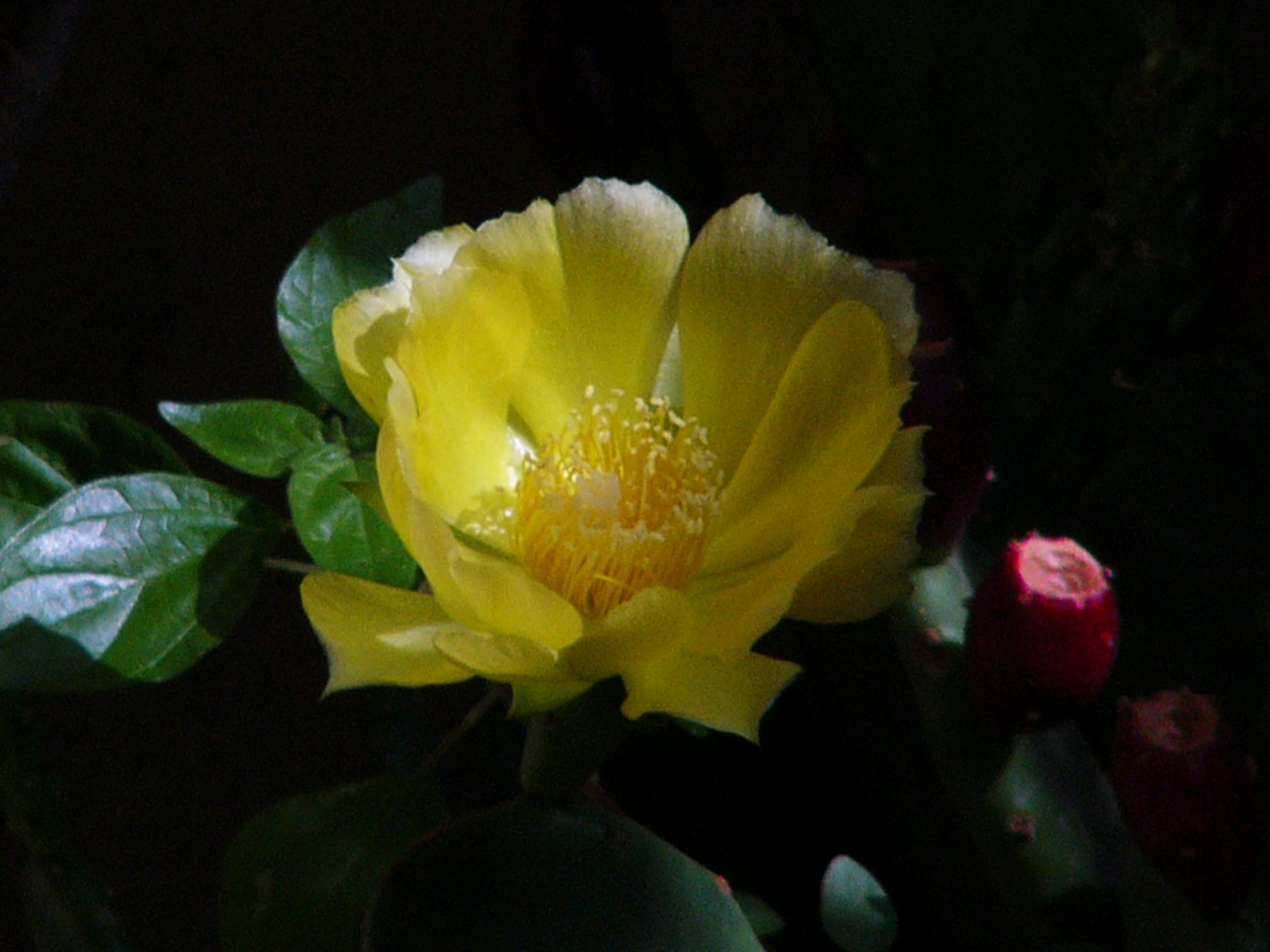 fiore di fichidindia