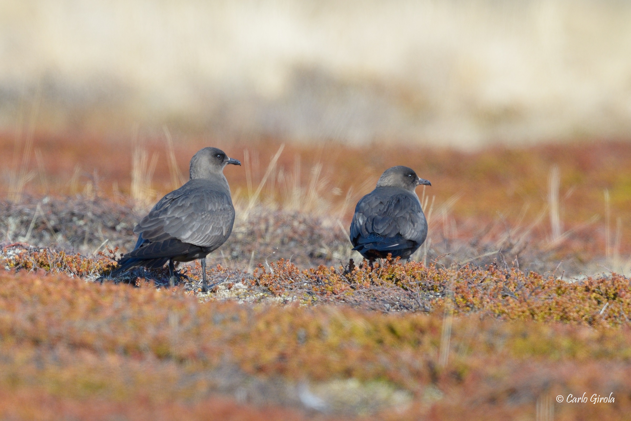 Labbo (Stercorarius parasiticus)