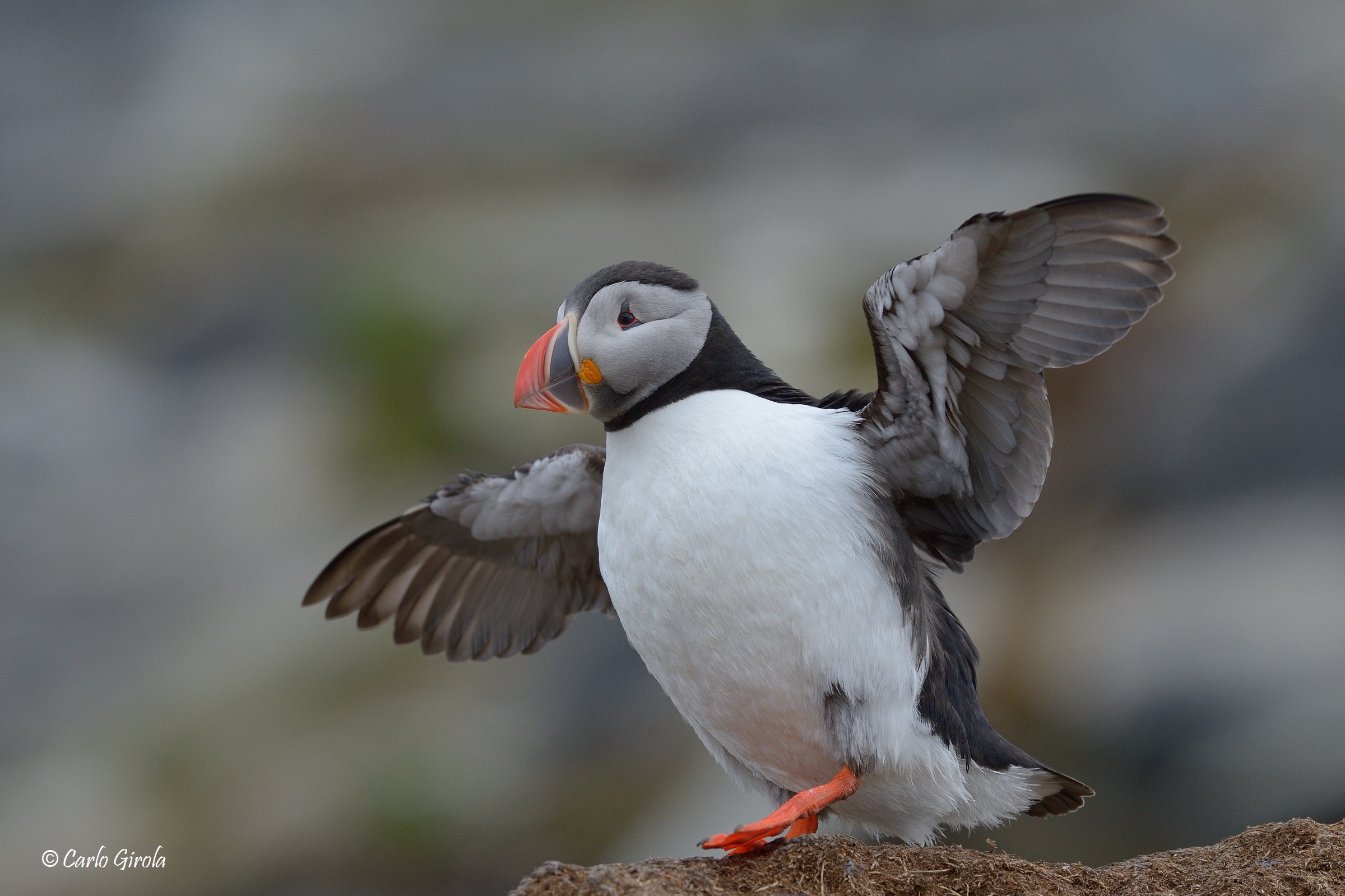 Pulcinella di mare (Fratercula arctica)
