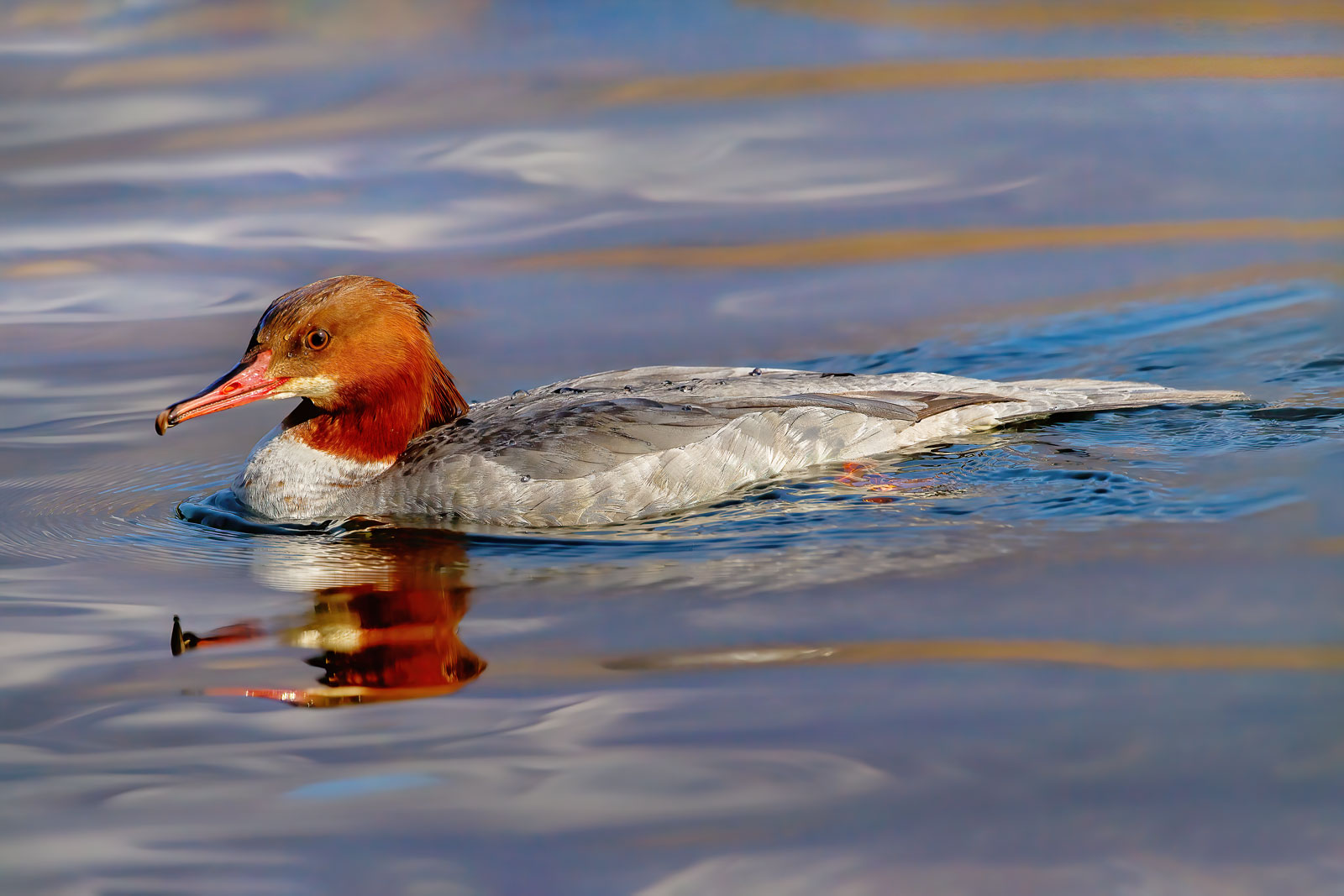 Smergo &female; - Mergus merganser -