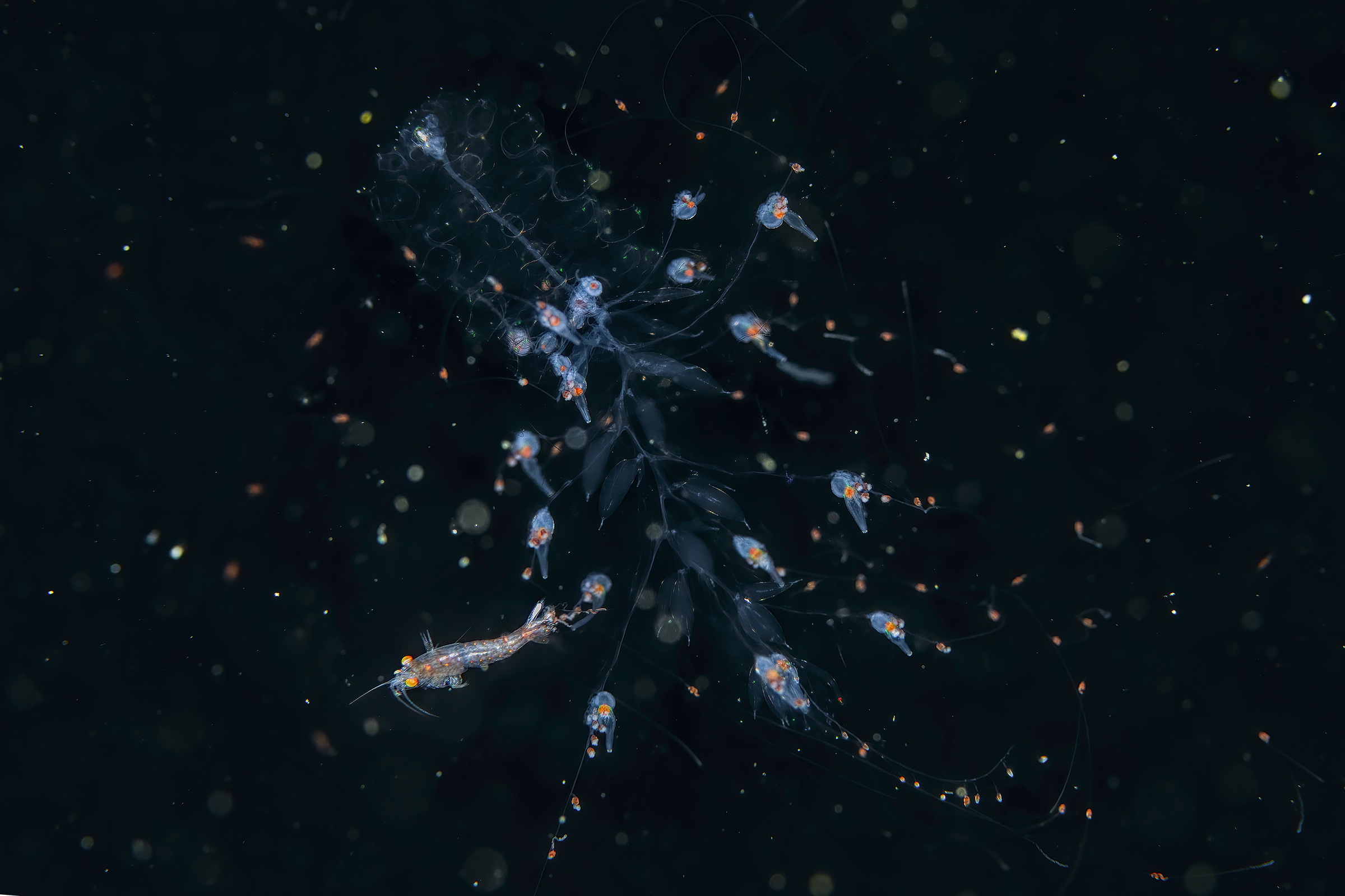 medusa e preda  id ?