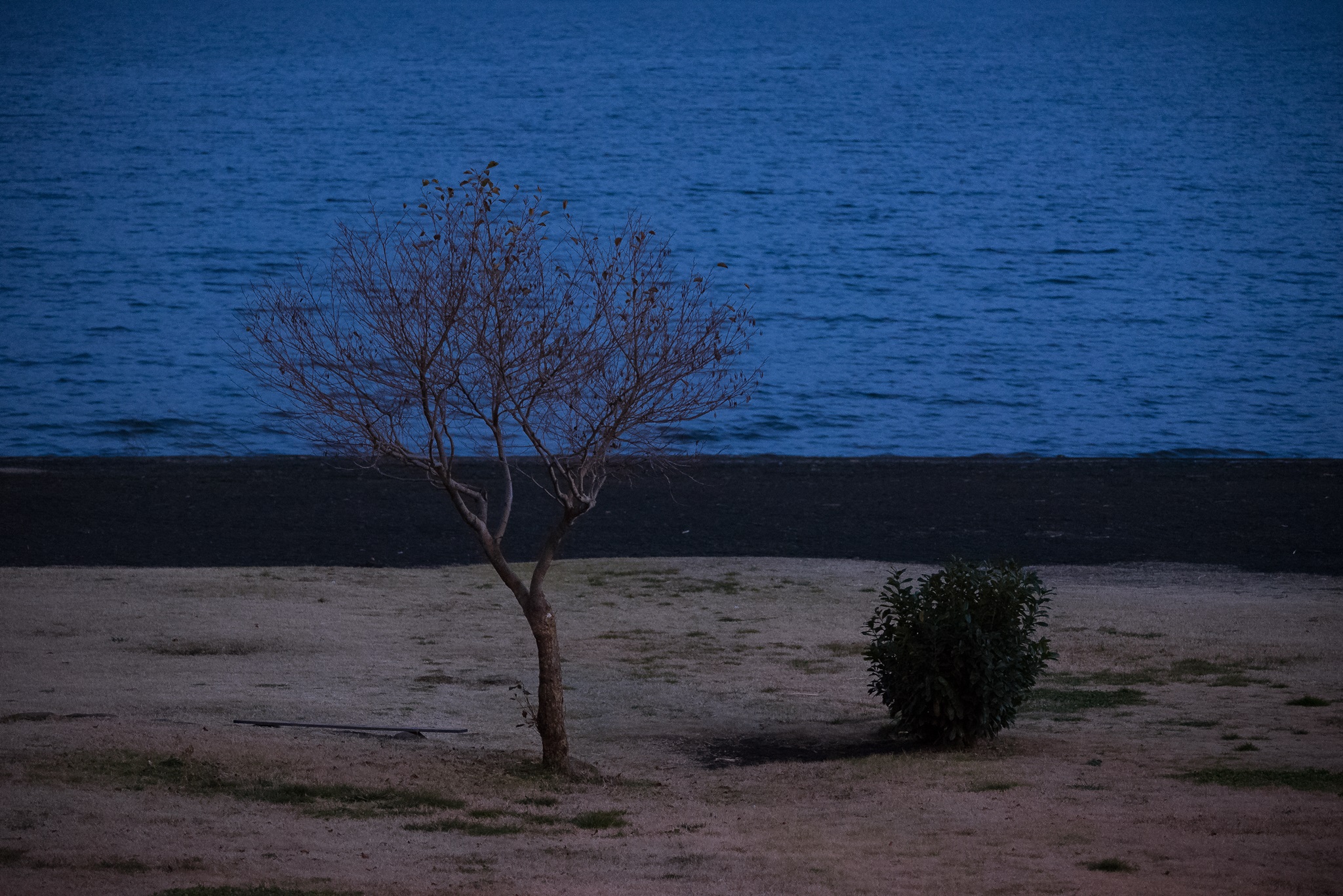 Silenziosi compagni di solitudine