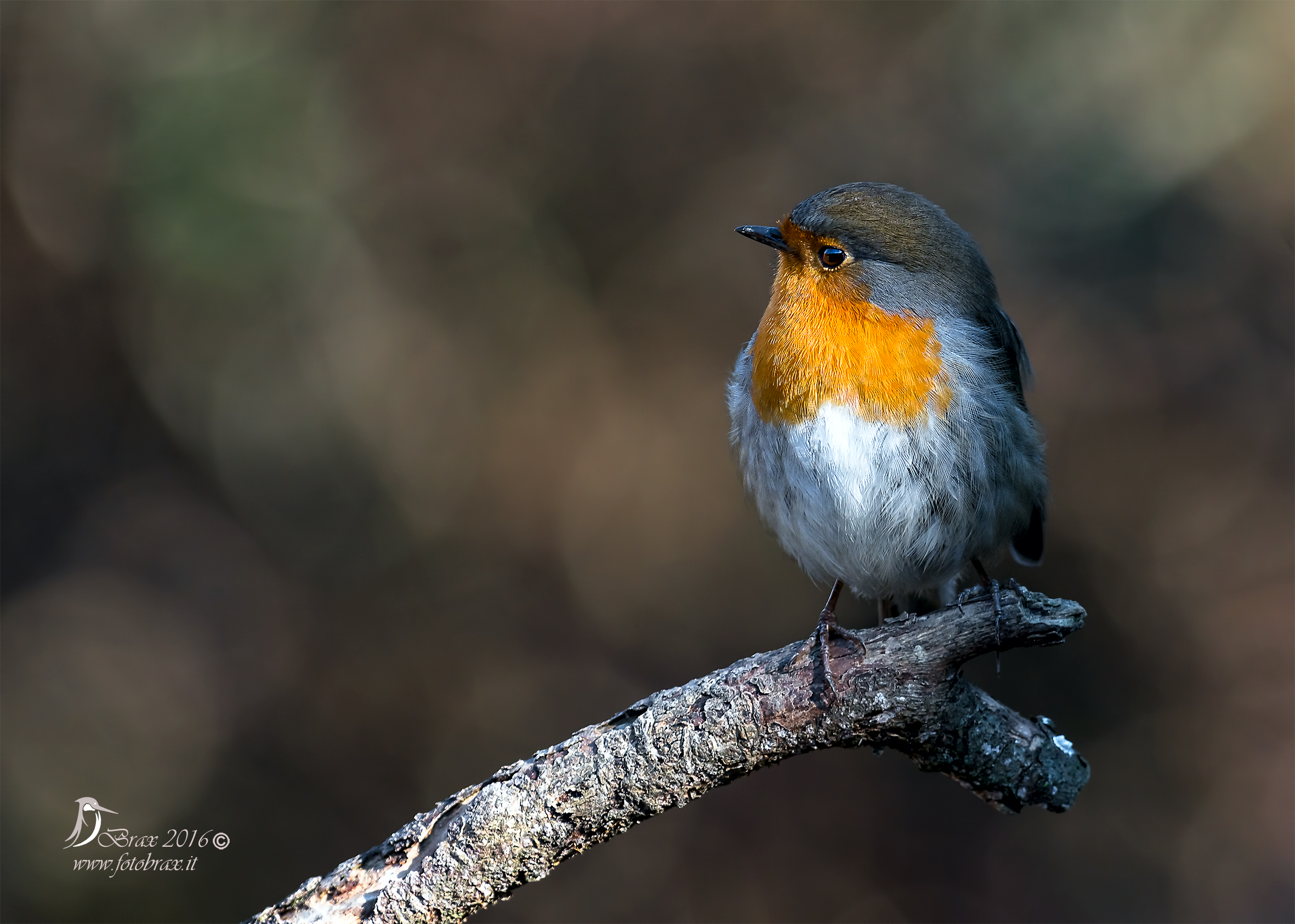 Robin