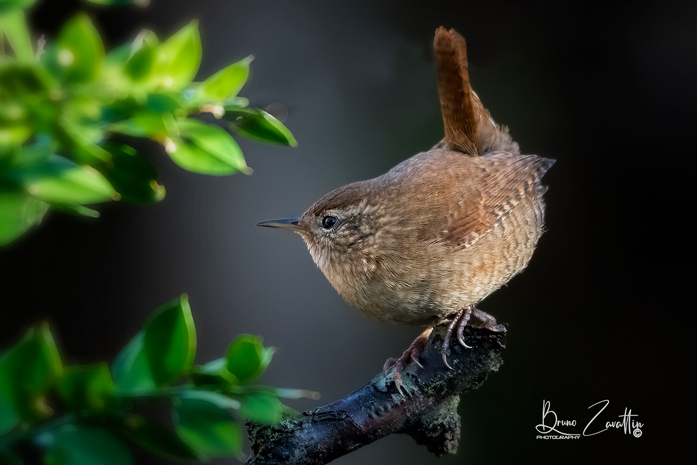 Wren