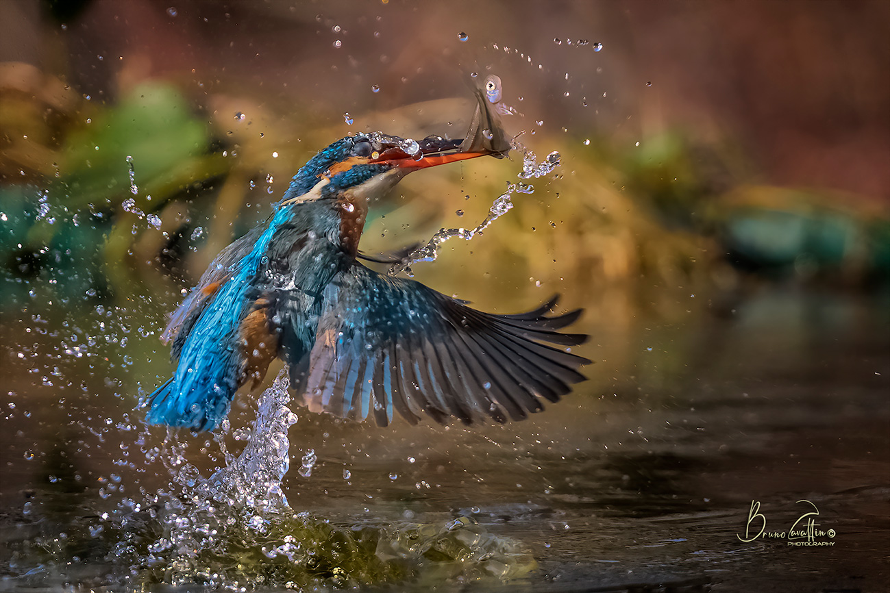 Kingfisher