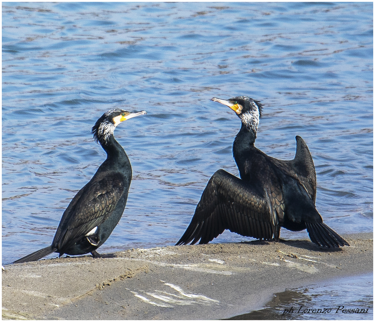 cormorants on the Tanaro