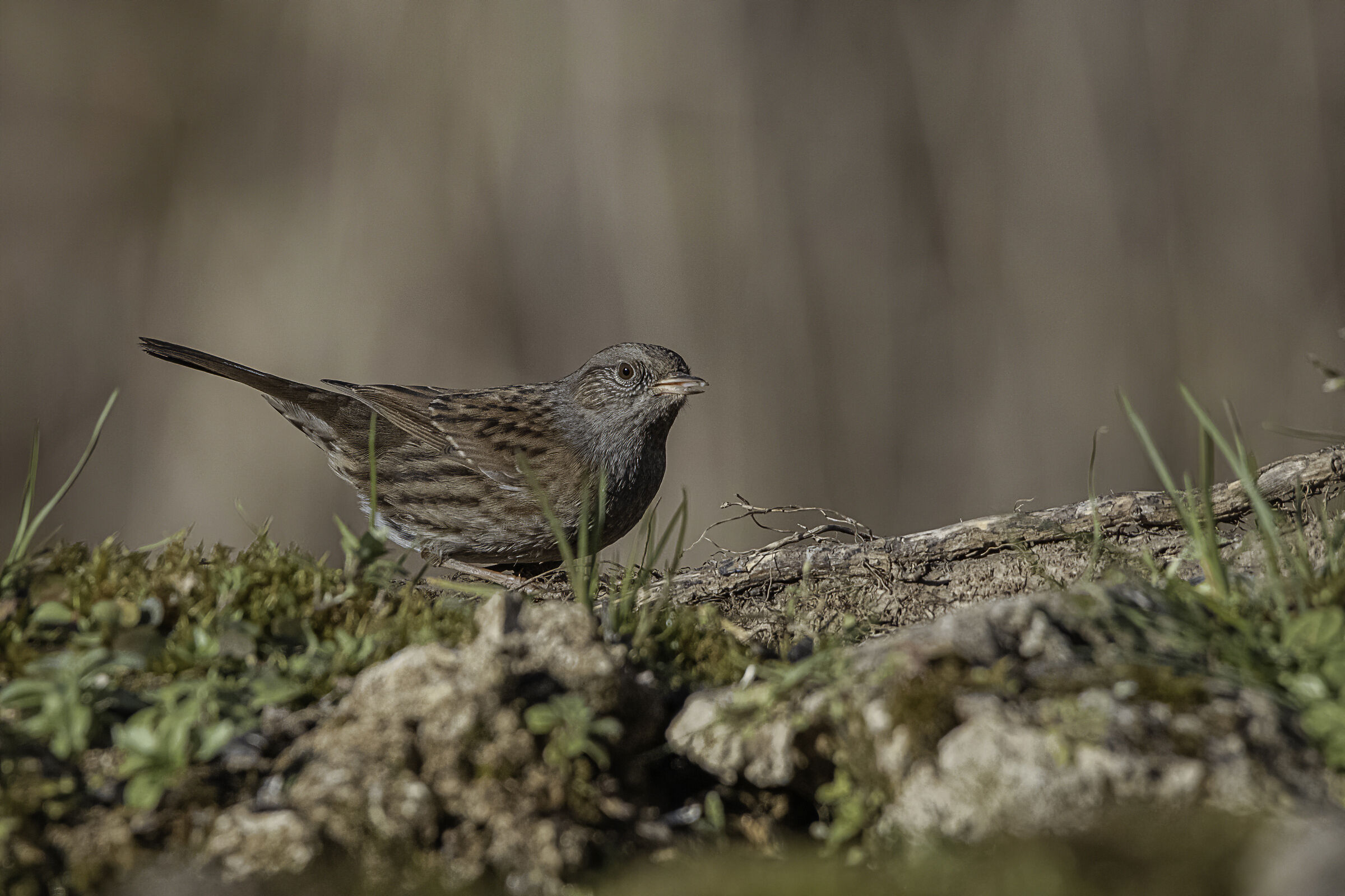 La passera scopaiola