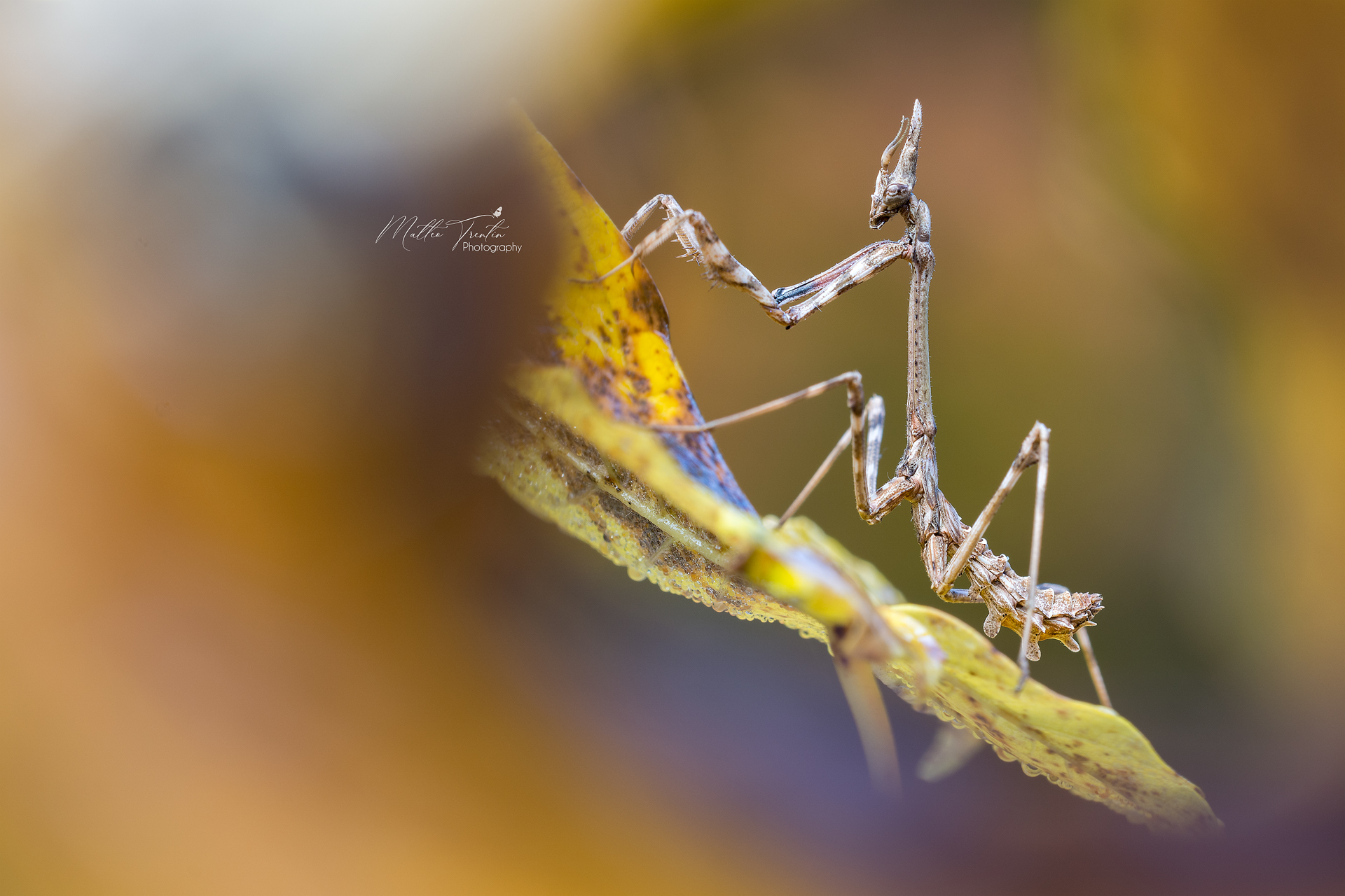 Empusa