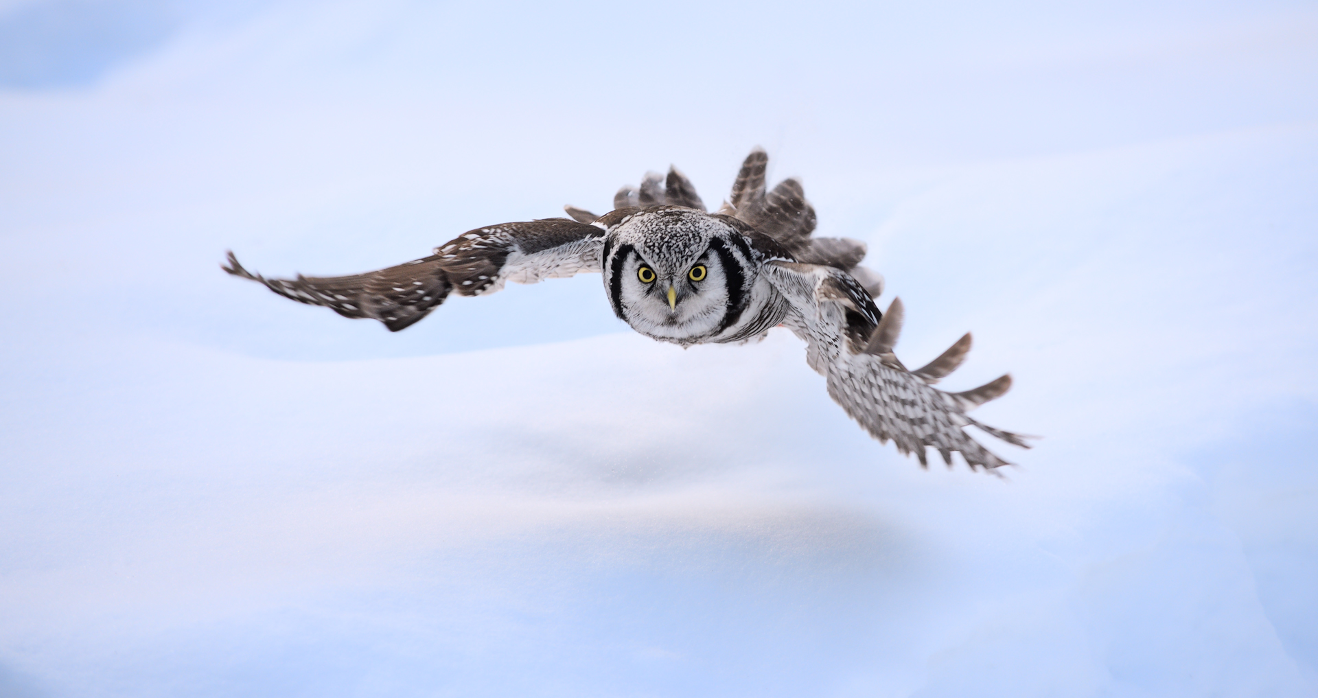 Hawk Owl