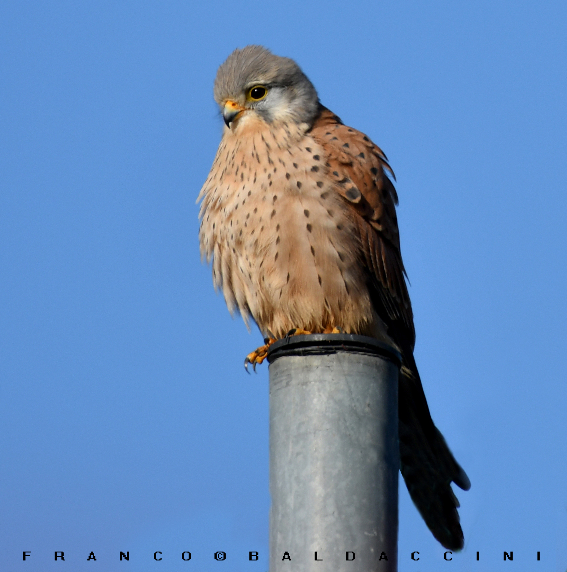 Kestrel