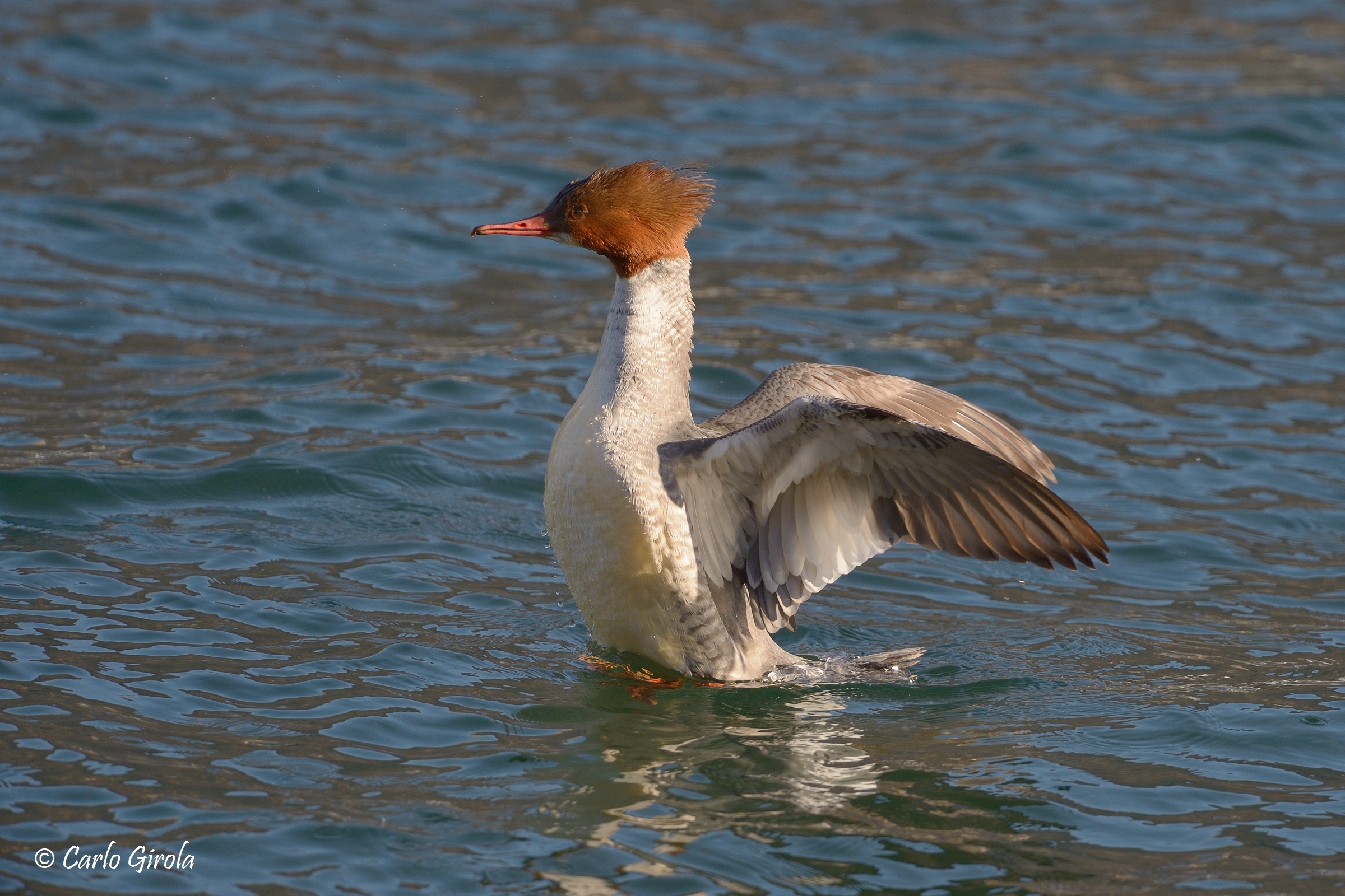 Mergus merganser female