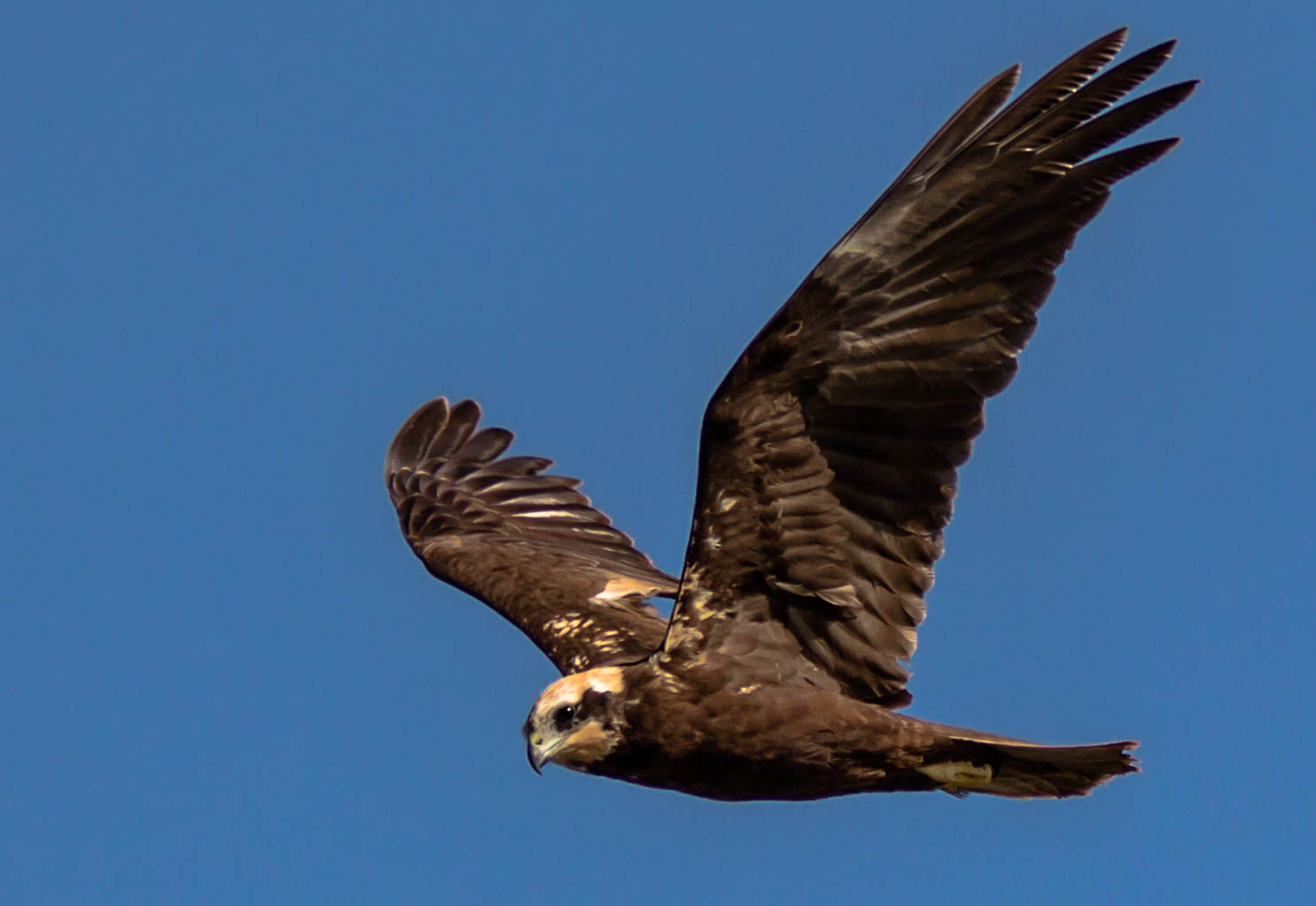 Swamp Hawk