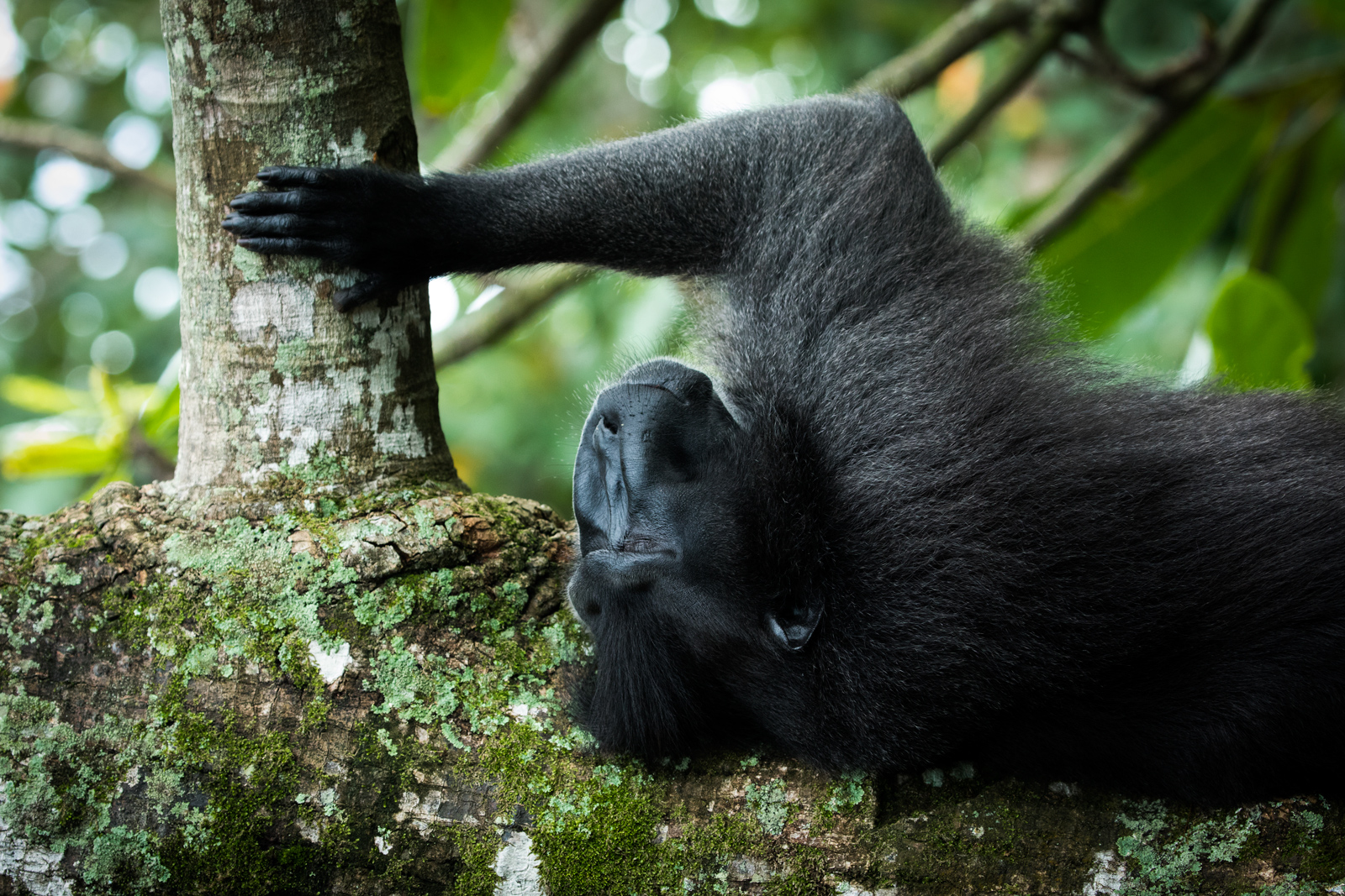 relaxation in the rainforest