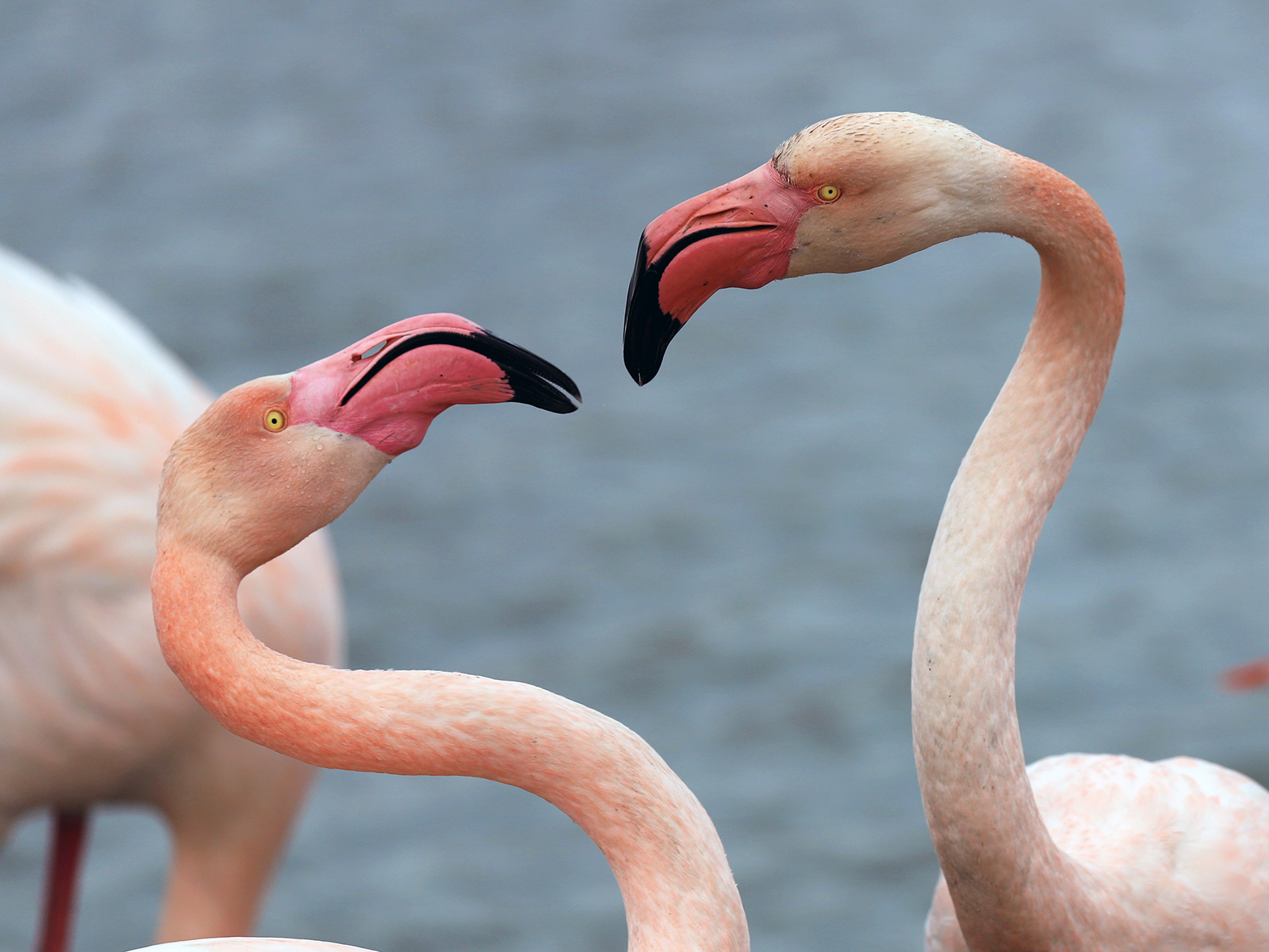 Chiarimento in atto...