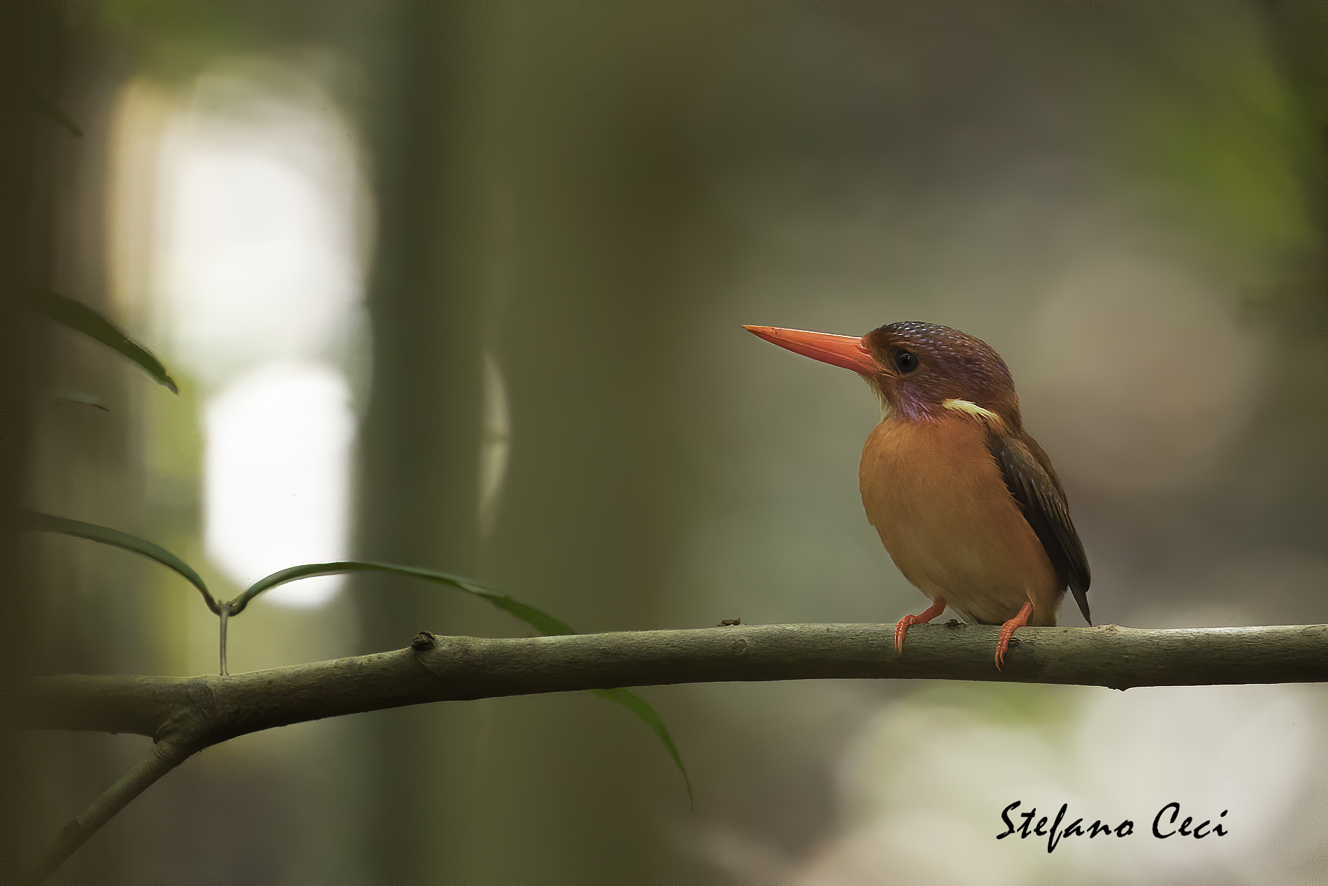 Sulawesi dwarf kingfisher