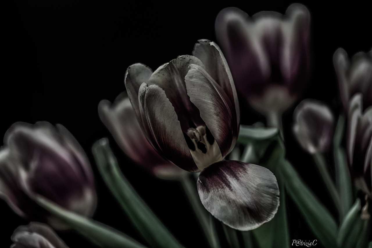 __tulips__