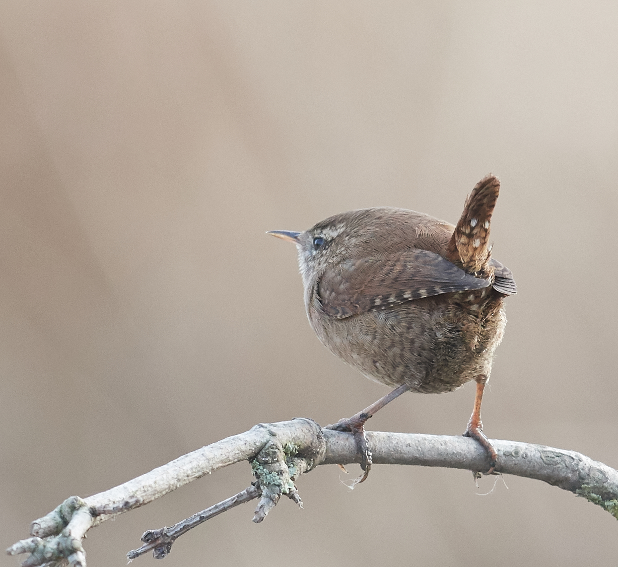 Wren