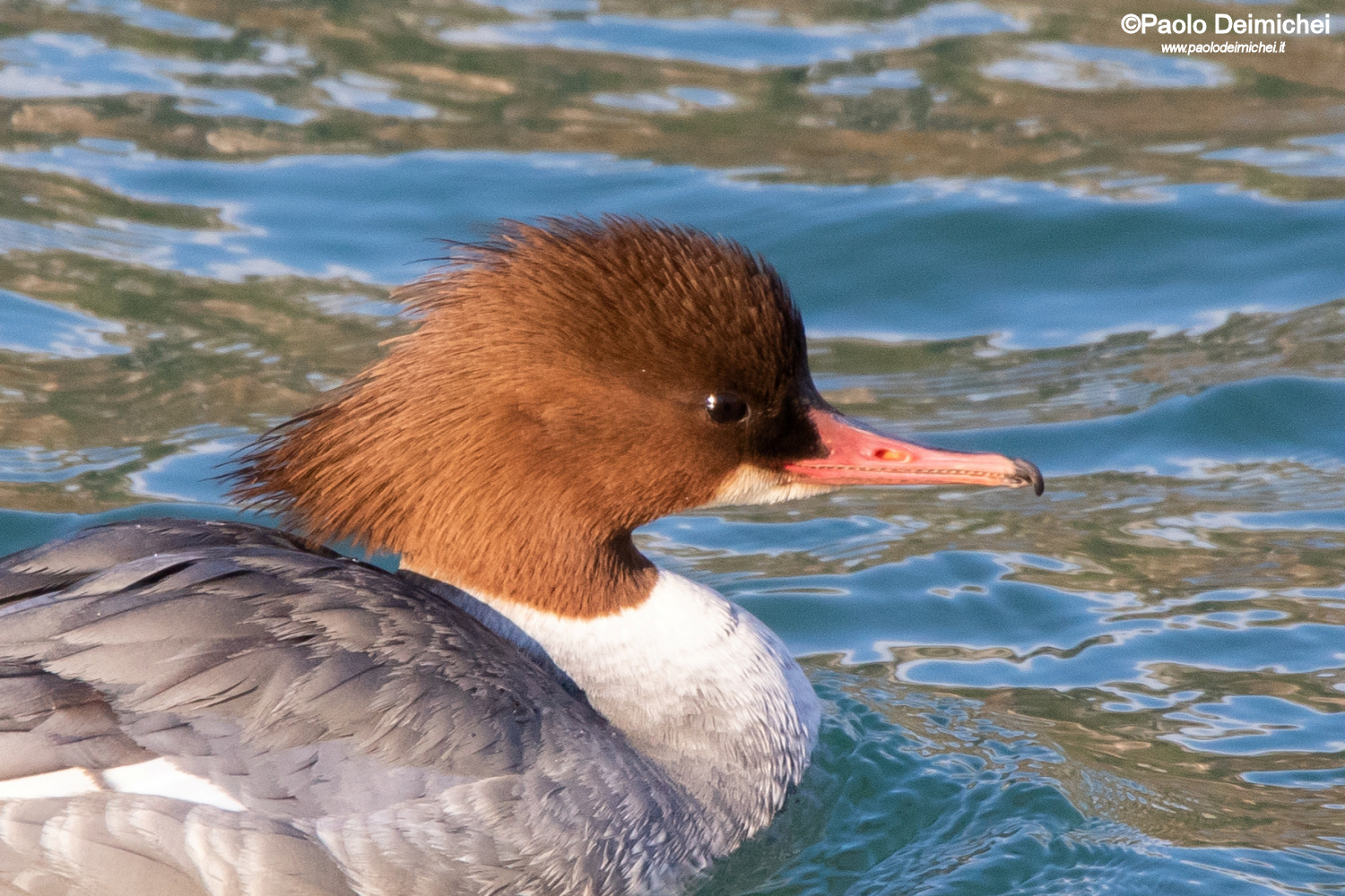 Ritratto di femmina di Smergo maggiore
