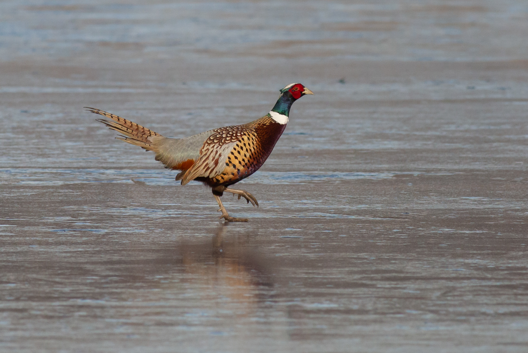 Fagiano sul ghiaccio