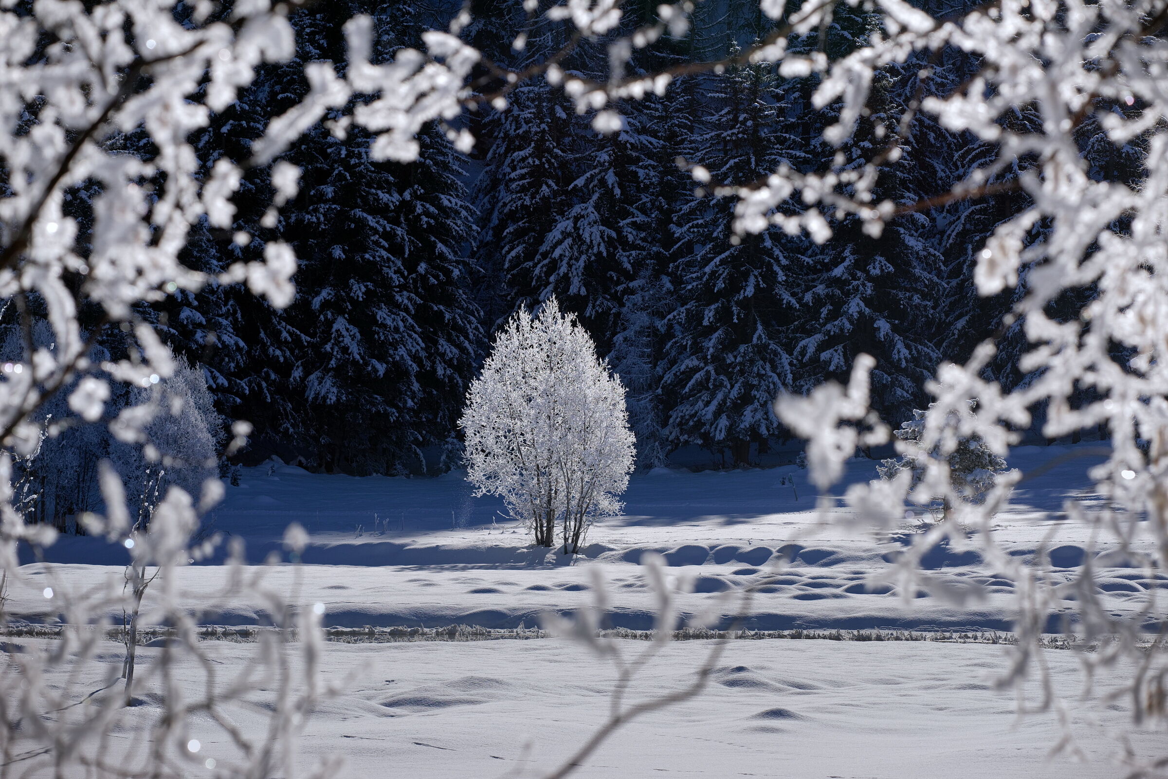 The embroideries of winter