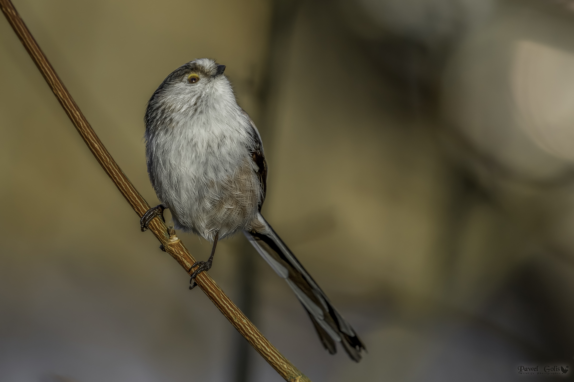 Long-tailed bushtit (Aegithalos caudatus)