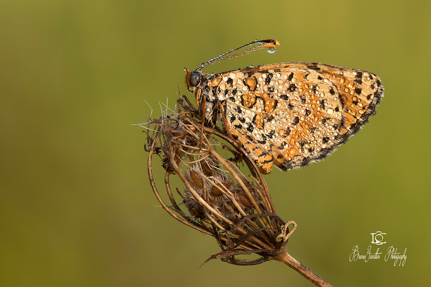 Melitaea