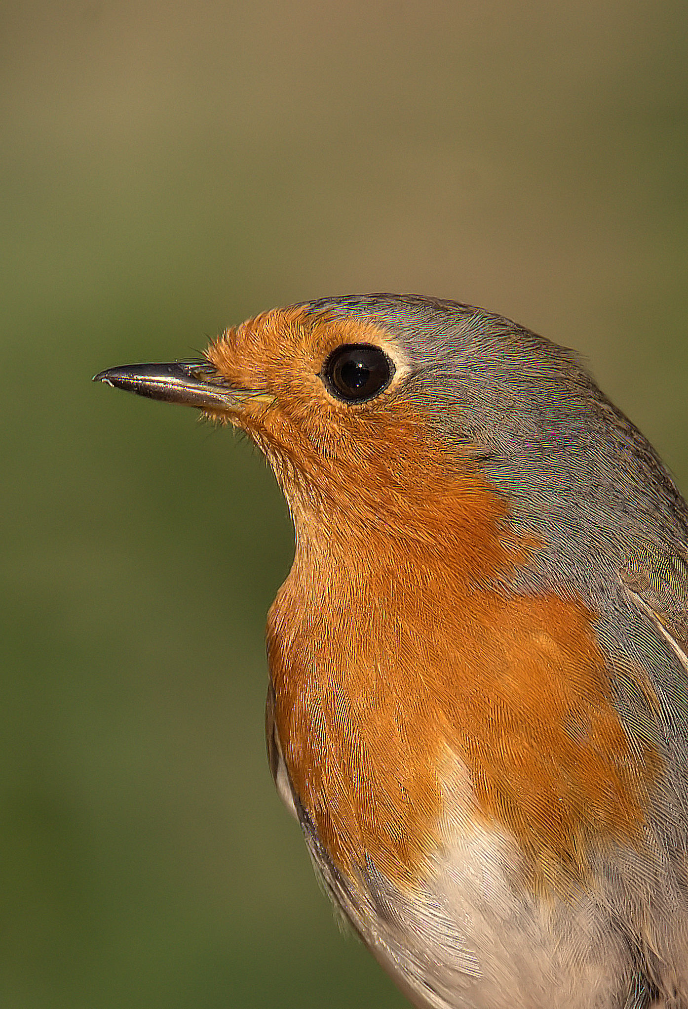 Robin