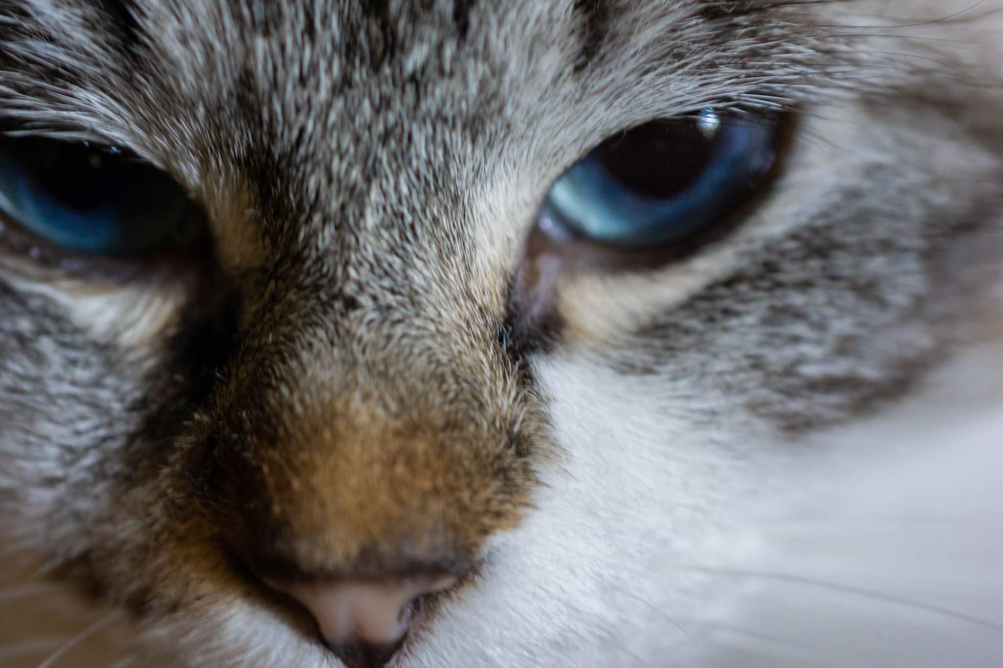 My cat Siri