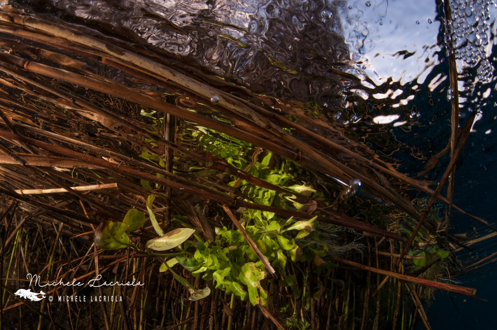 freshwater Chidro River