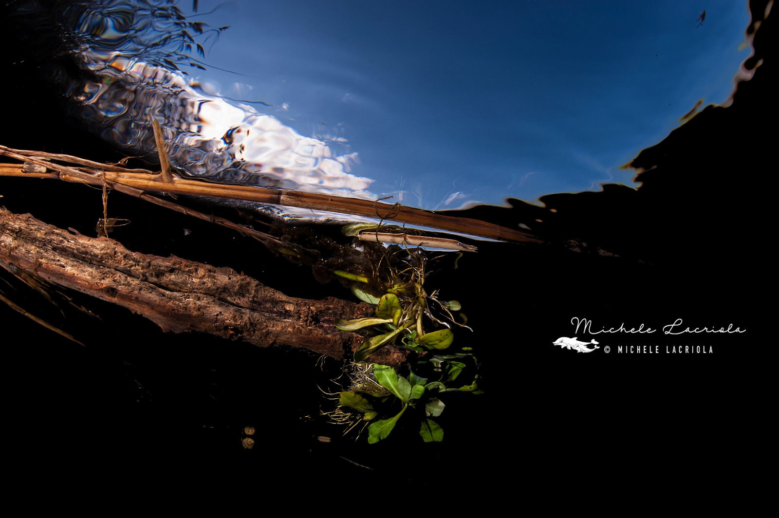 Freshwater Chidro River (Ta)