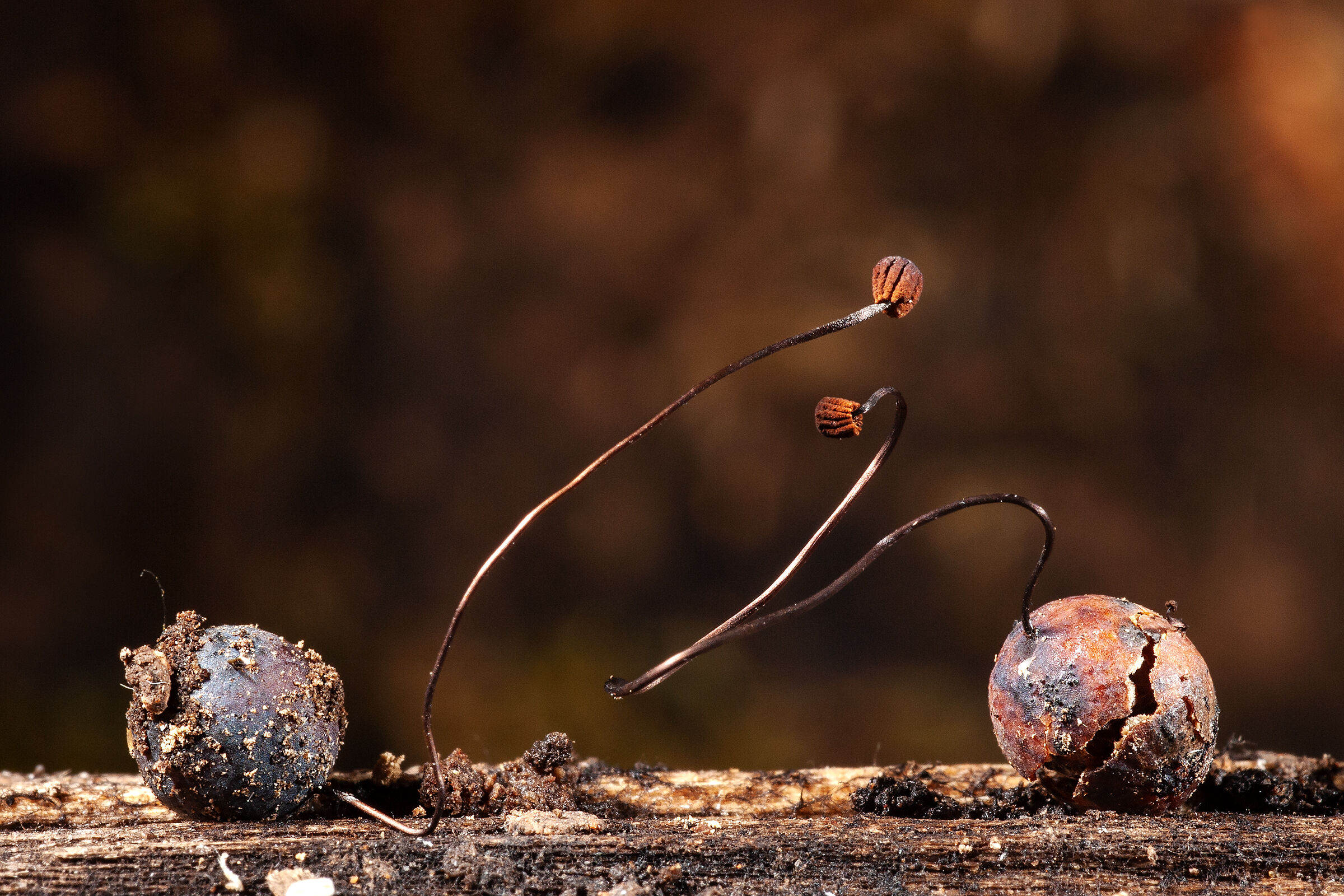 Cryptomarasmius corbariensis