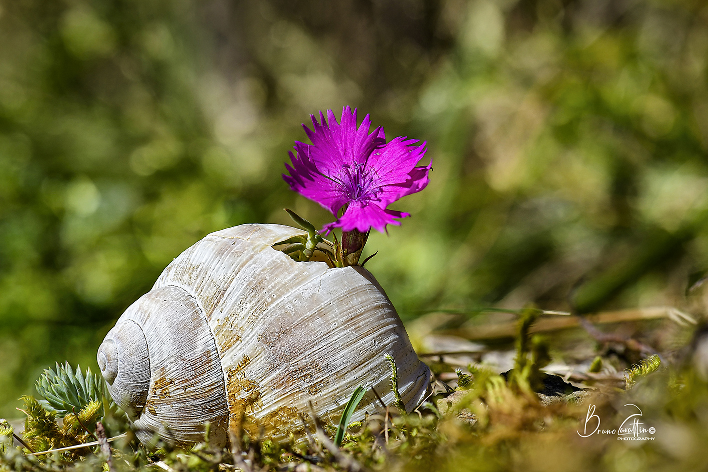 Snail and carnation