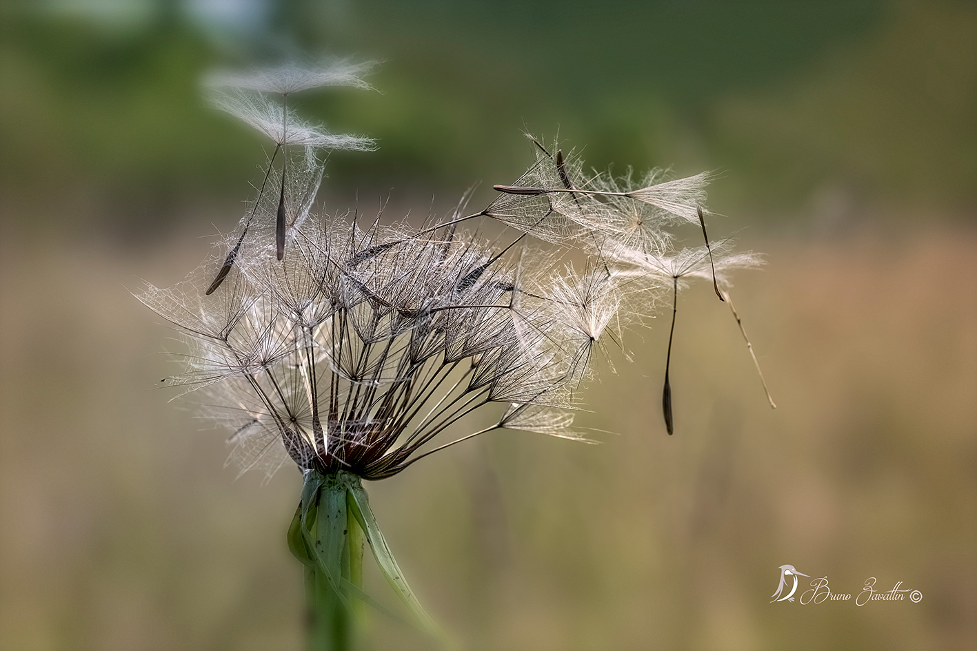 Tragopogon-porrfolius-L.Barba-of-beak