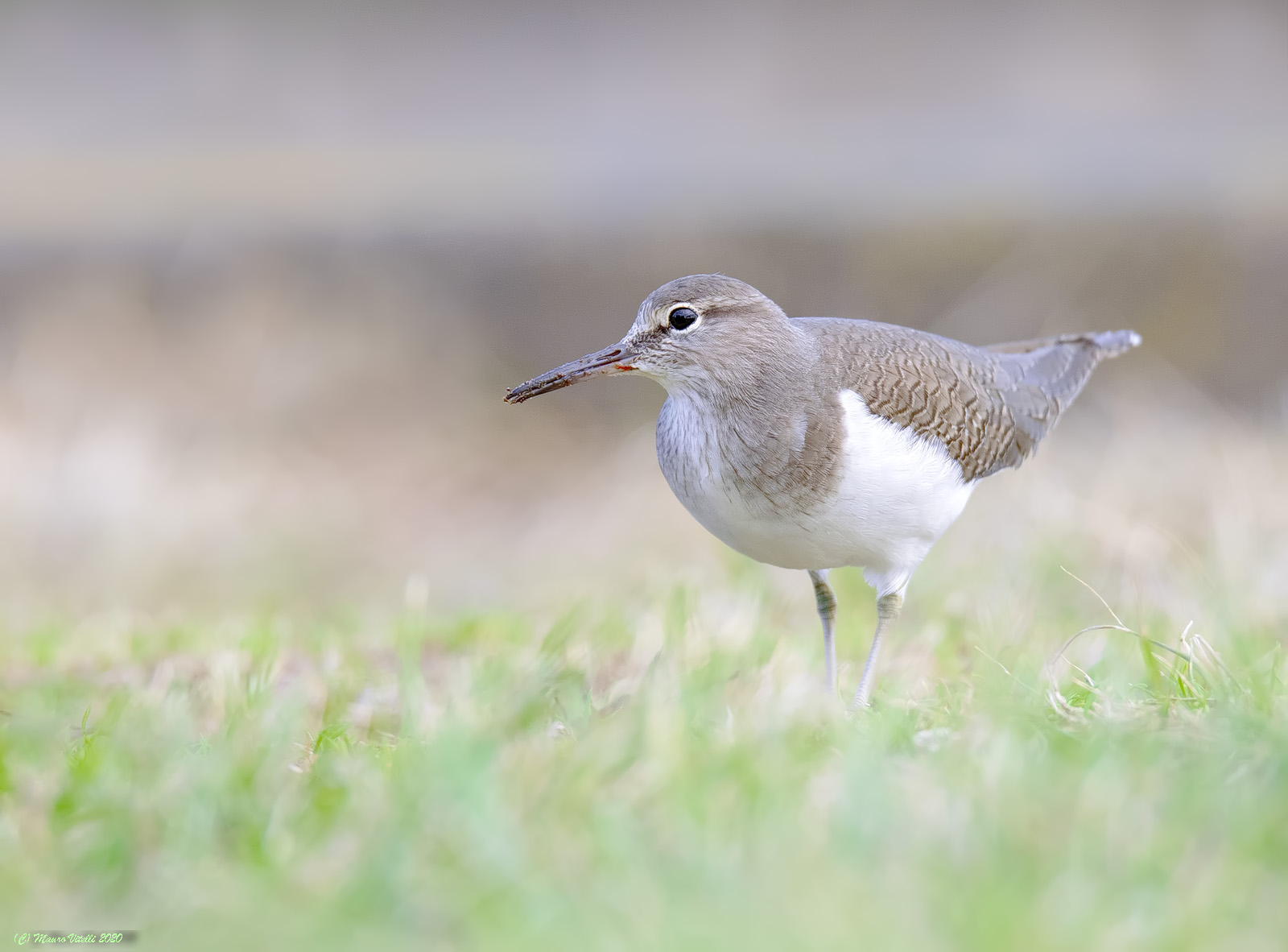 Small Pyro (Actitis hypoleucos)