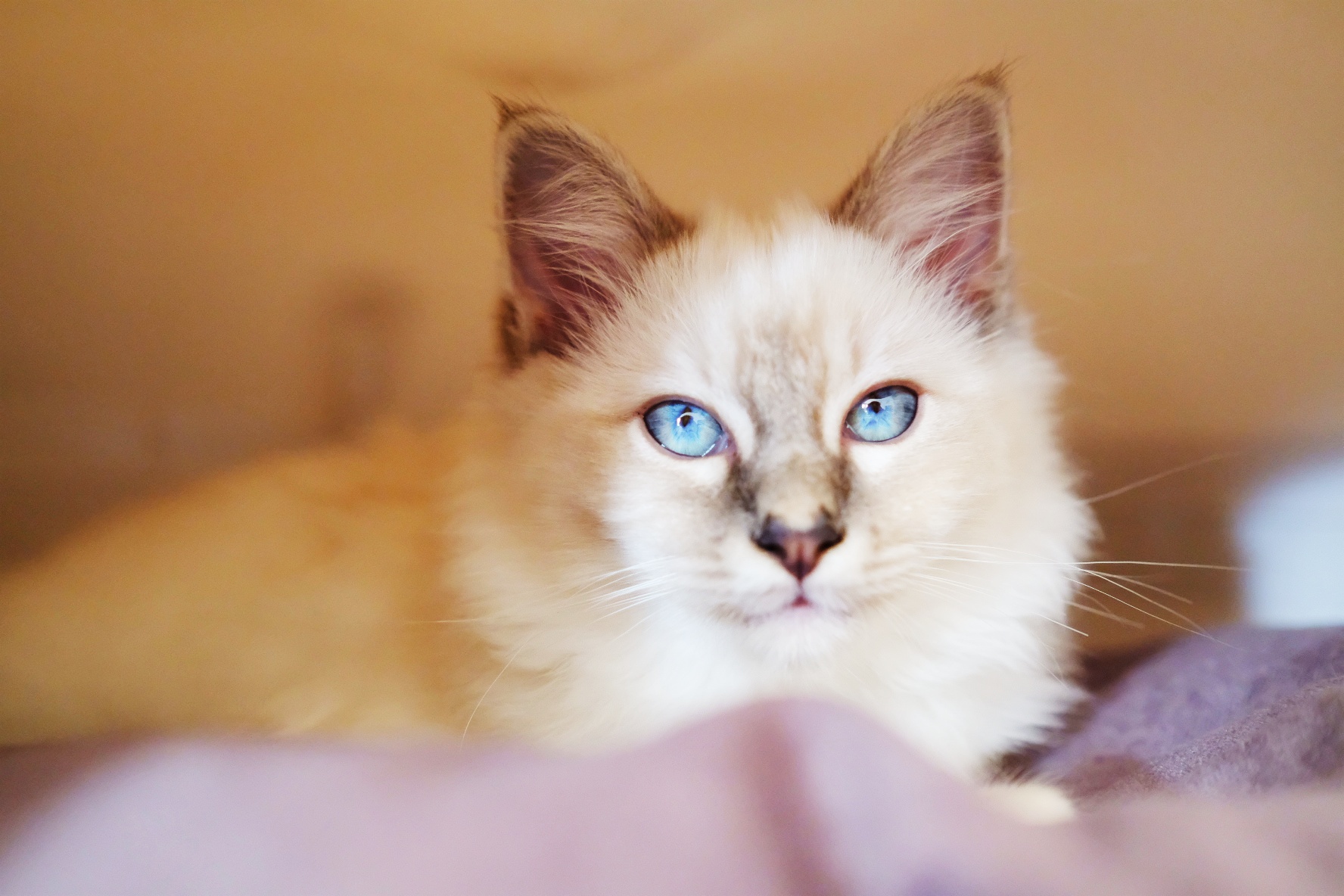 Hercules, Sacred of Burma