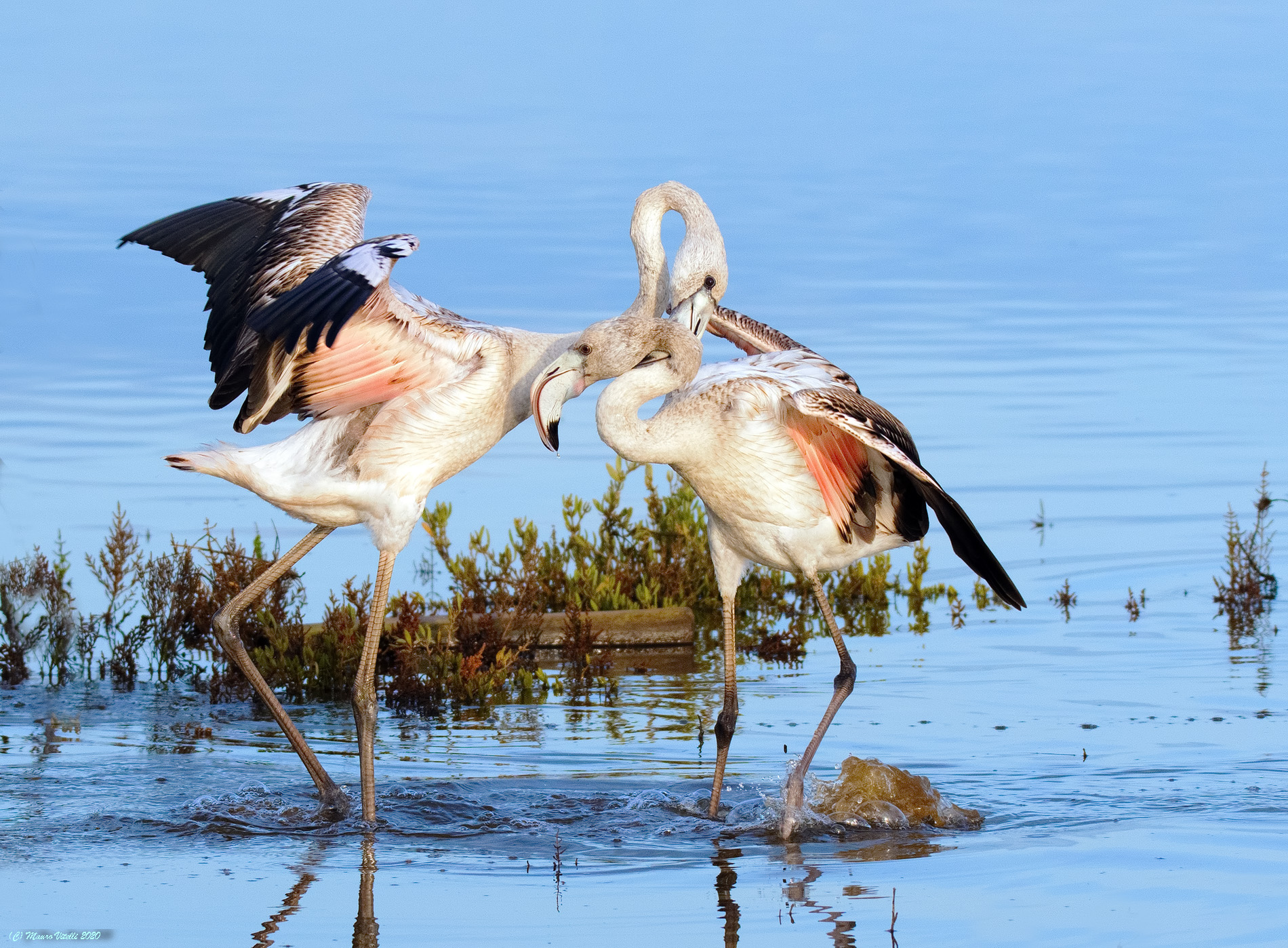 Misunderstandings (Flamingos)
